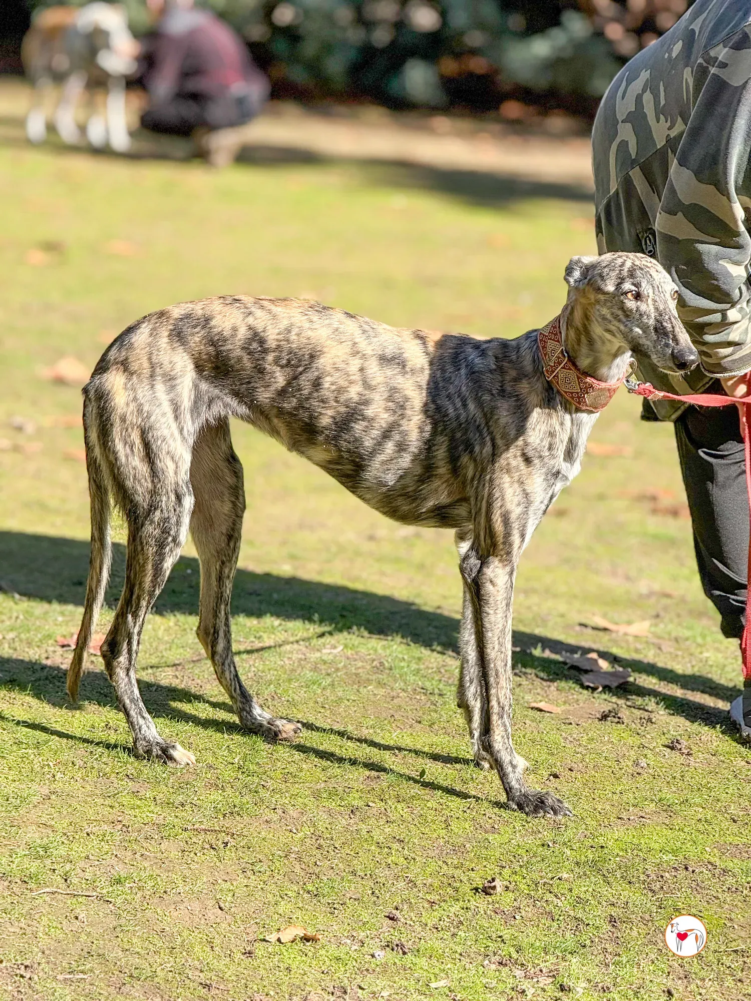 jengibre galgo adozione 24