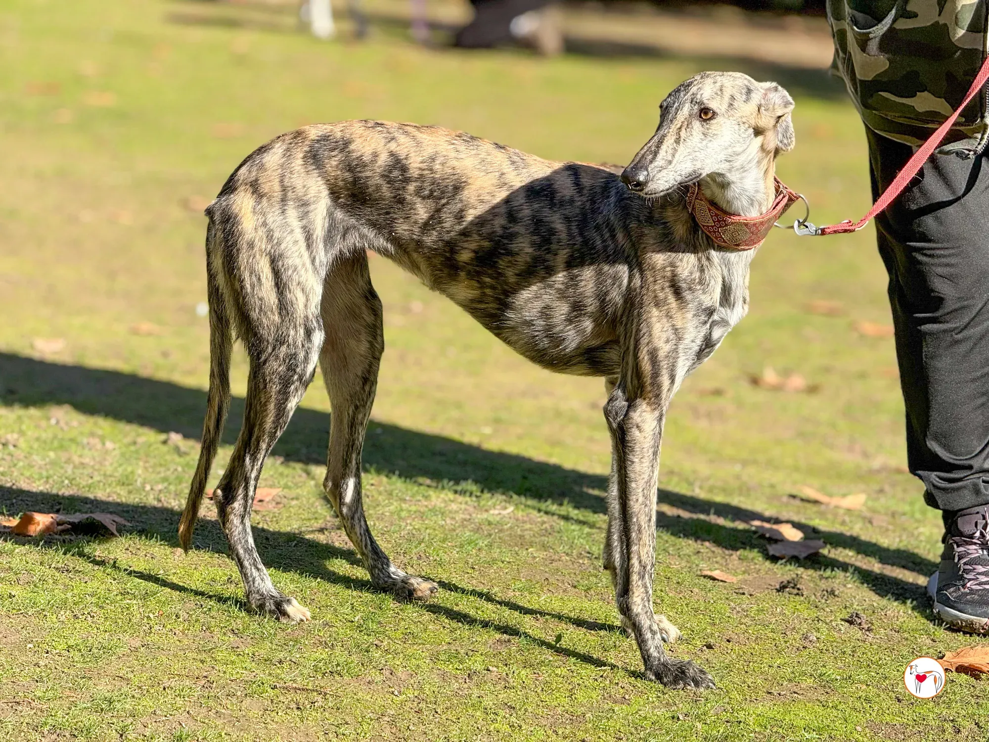 jengibre galgo adozione 25