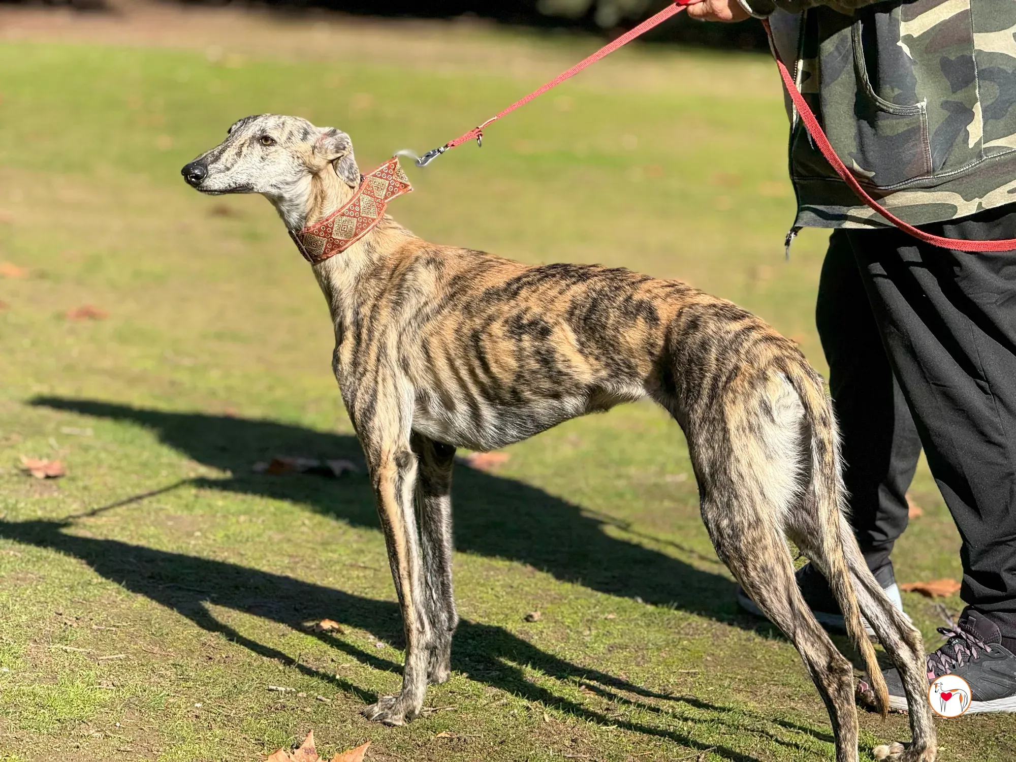 jengibre galgo adozione 26