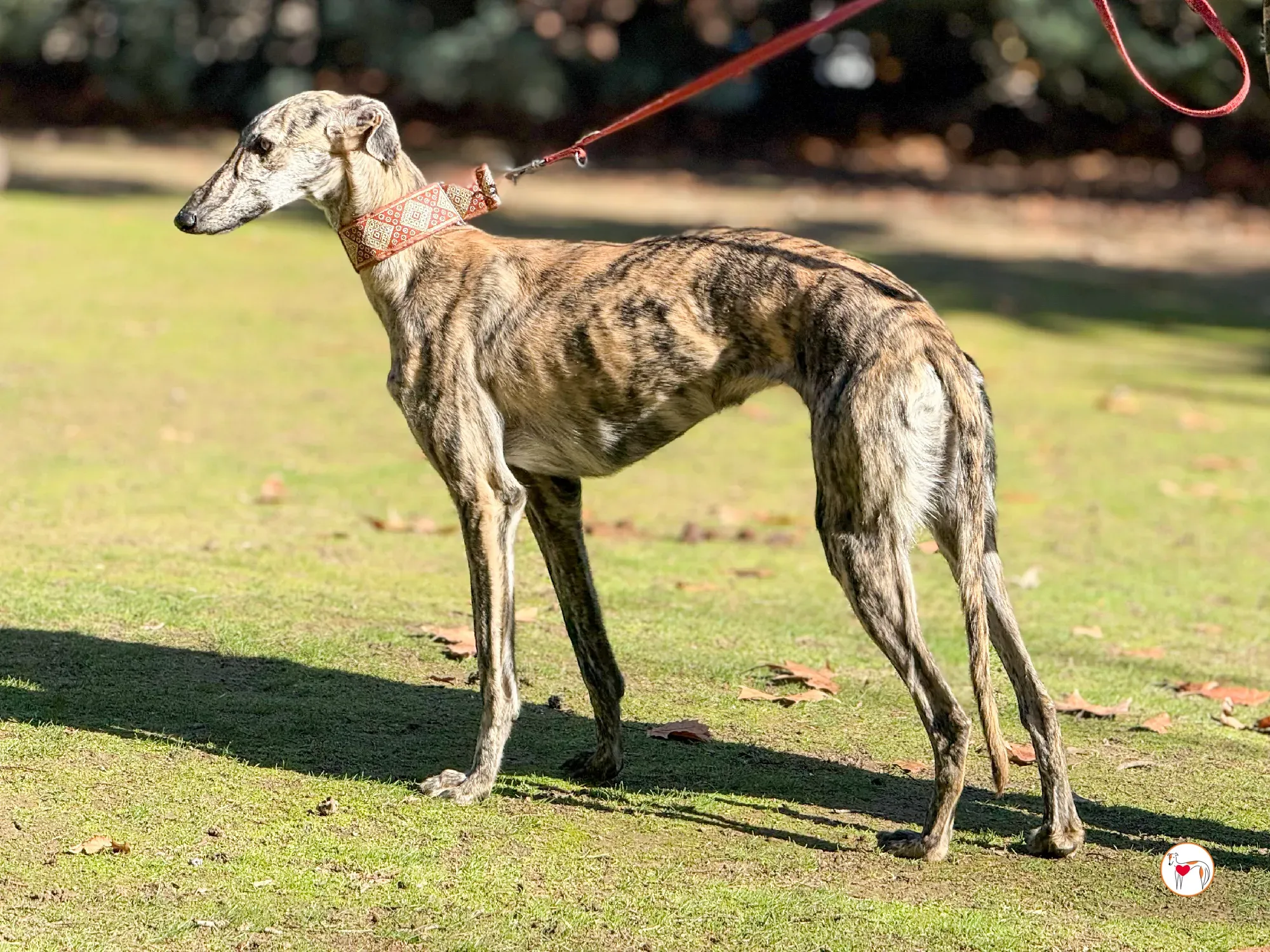 jengibre galgo adozione 27