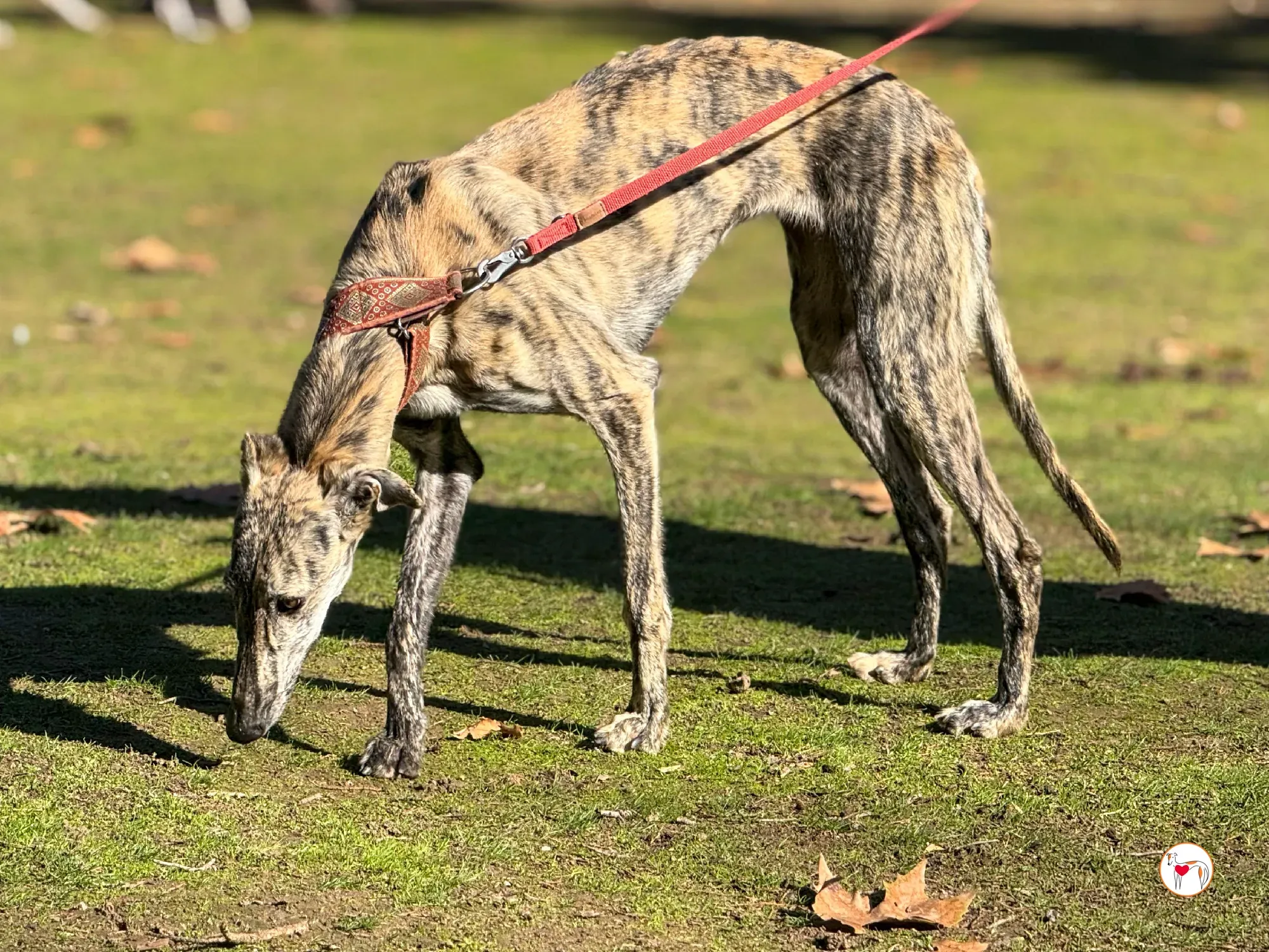 jengibre galgo adozione 28