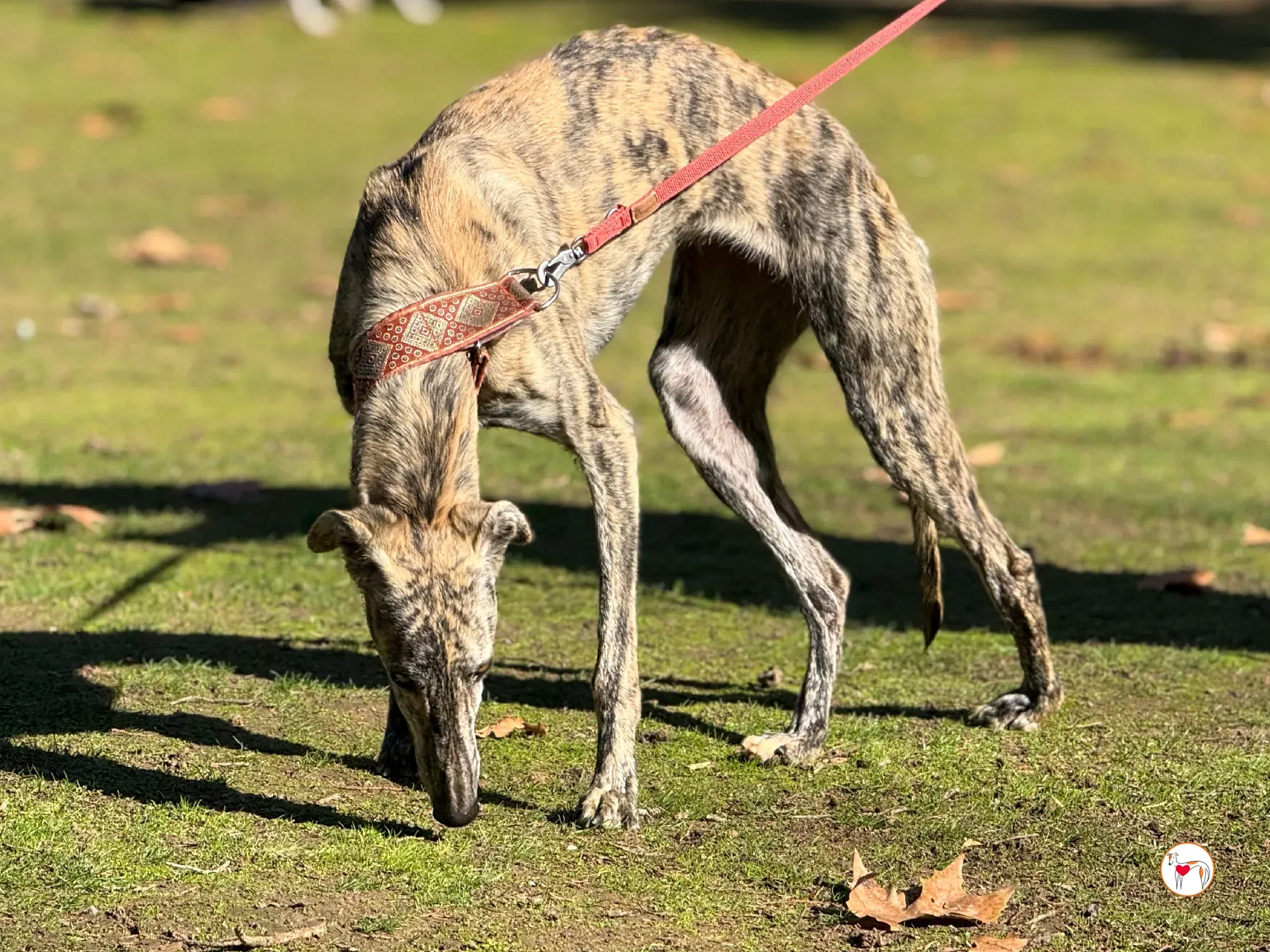 jengibre galgo adozione 29