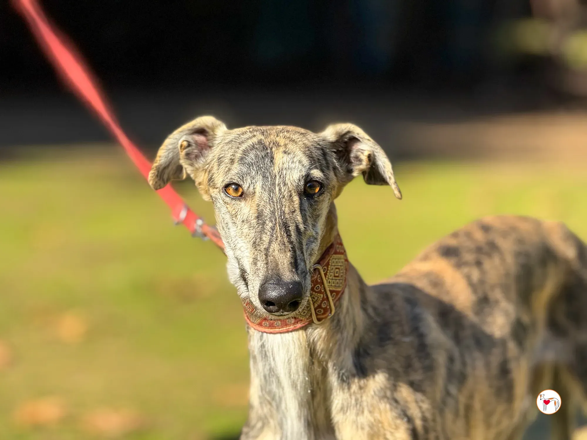 jengibre galgo adozione 3