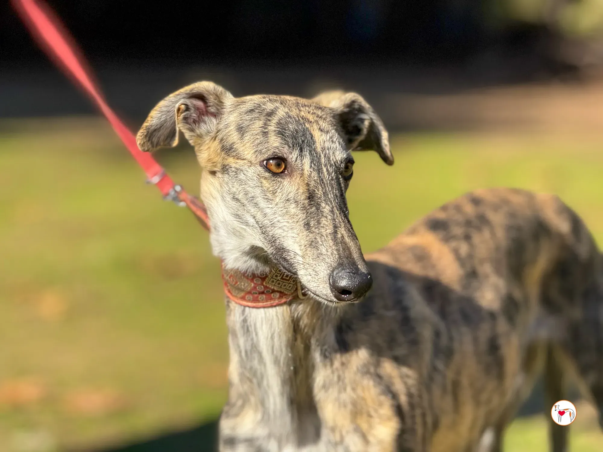 jengibre galgo adozione 4