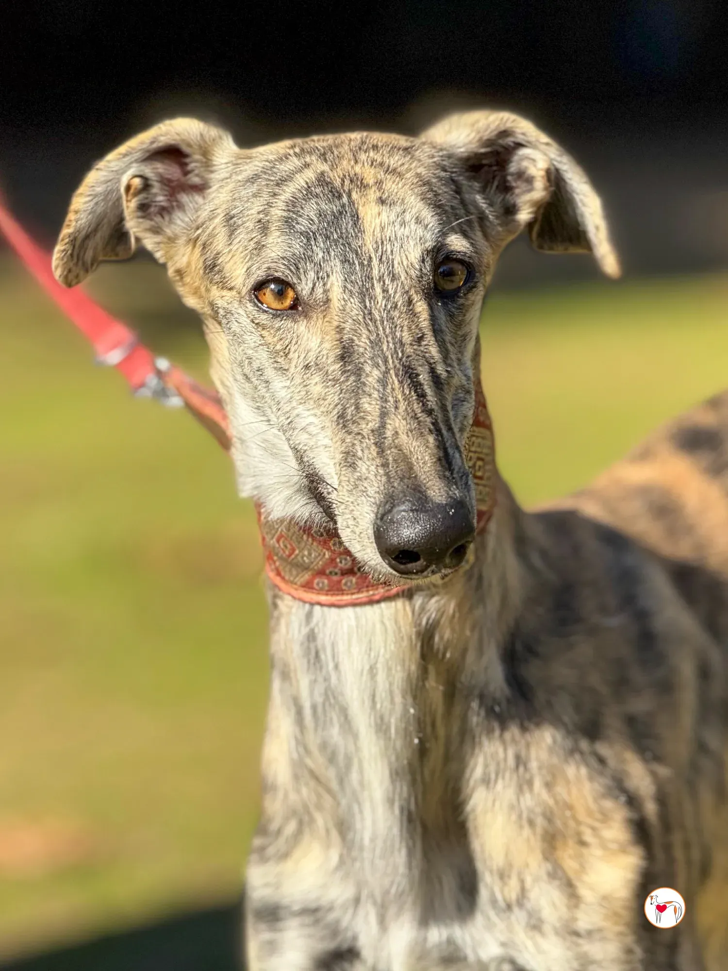 jengibre galgo adozione 5