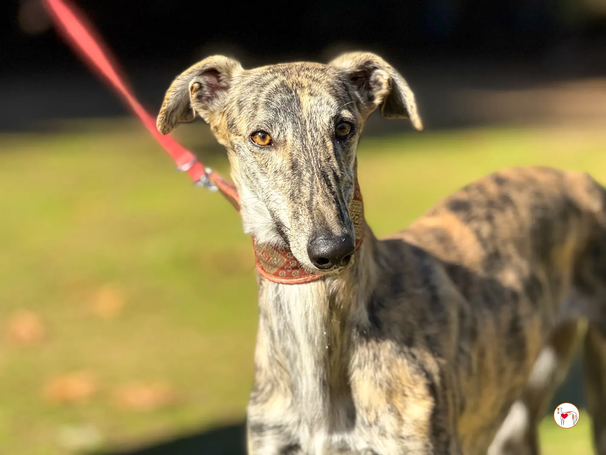 jengibre galgo adozione 6