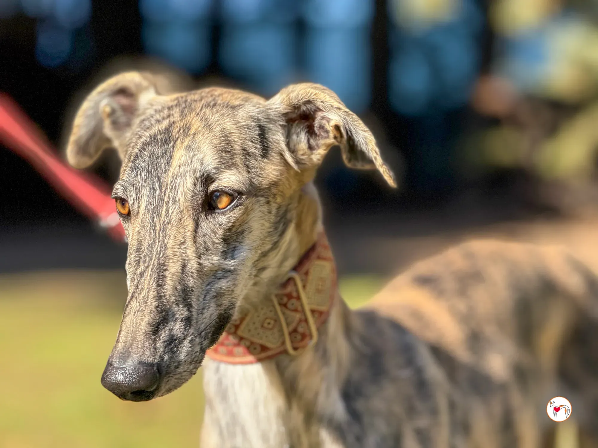 jengibre galgo adozione 7