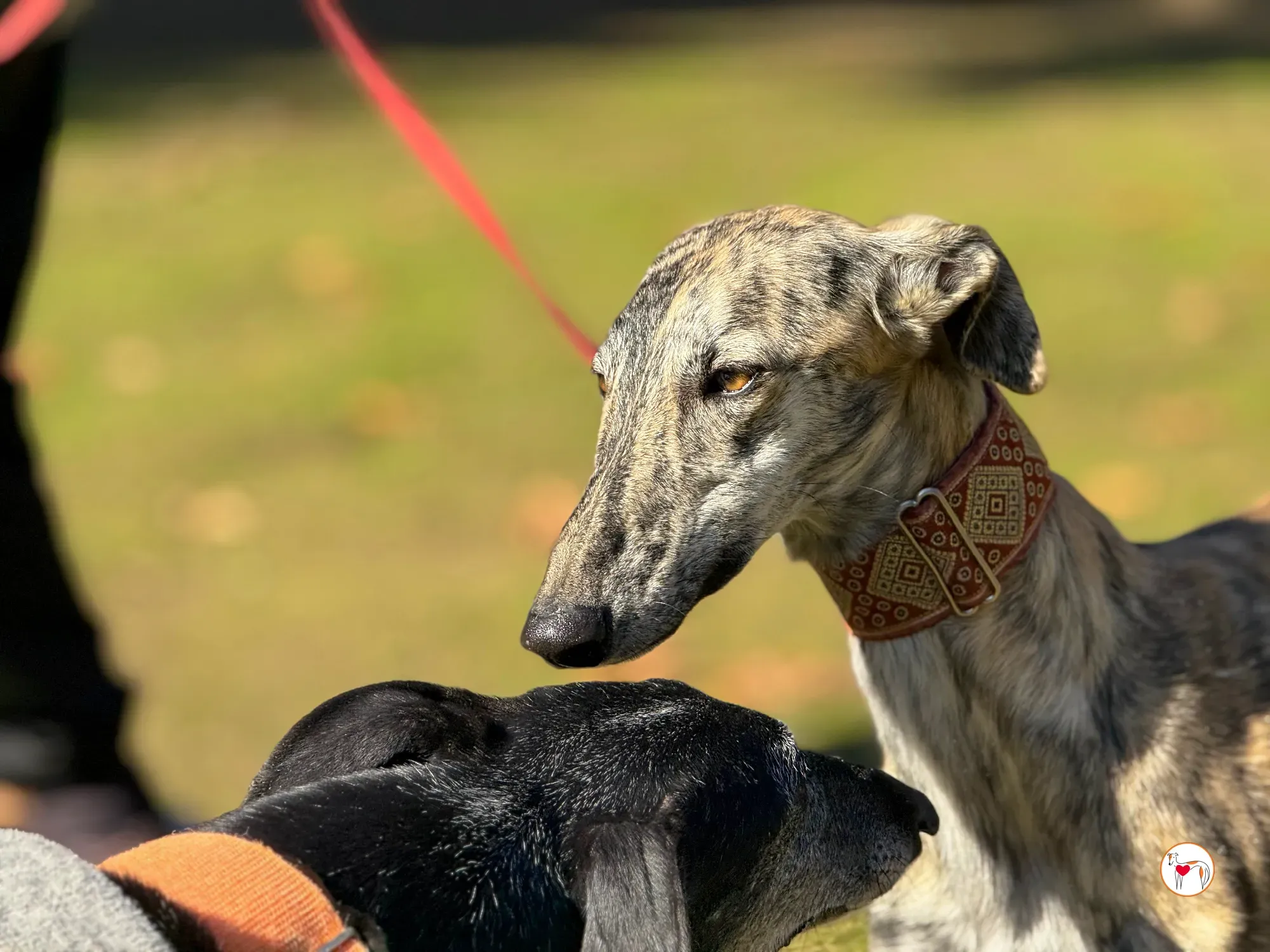 jengibre galgo adozione 8