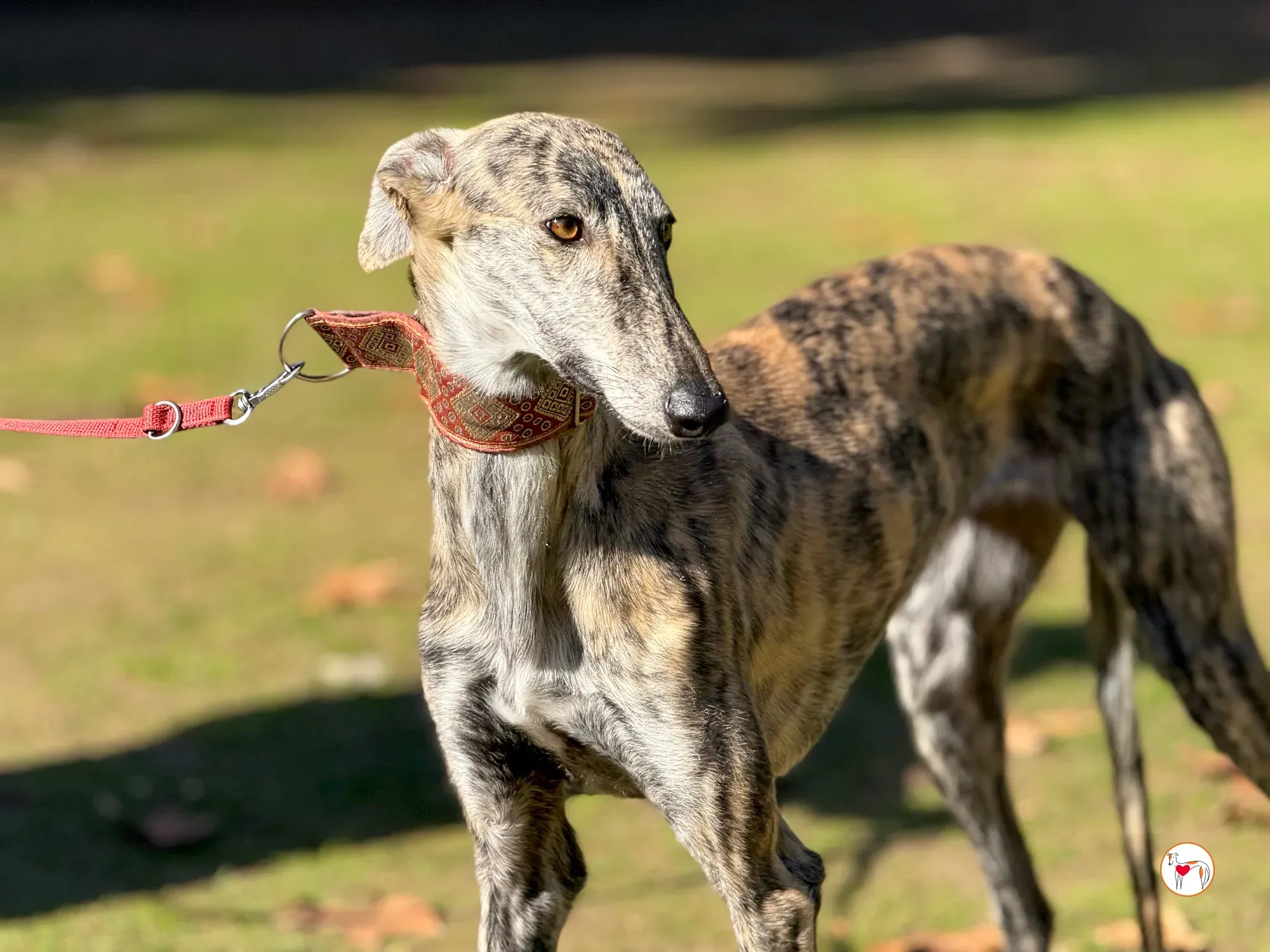 jengibre galgo adozione 9