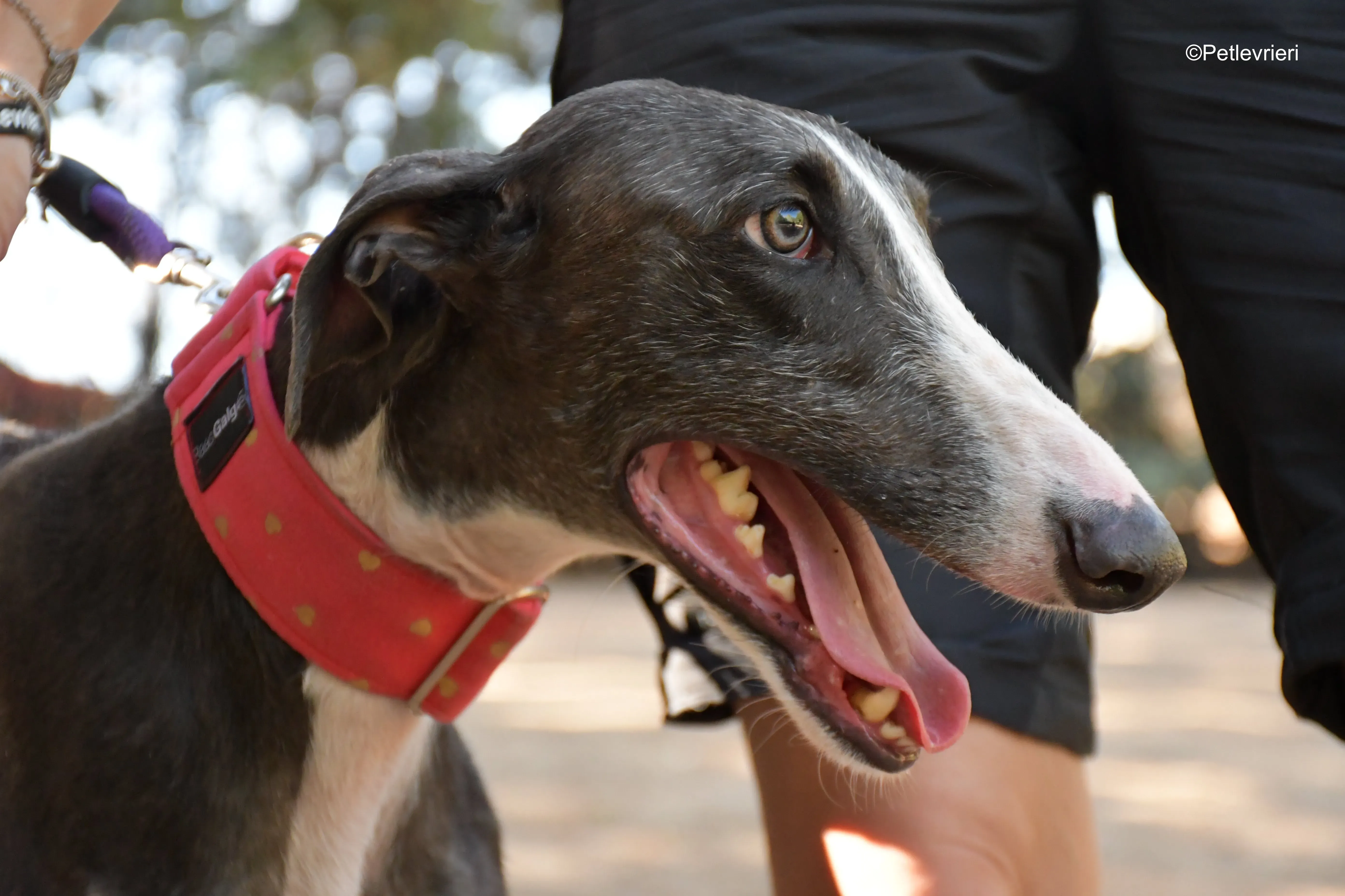 jero adozione levrieri galgo 1