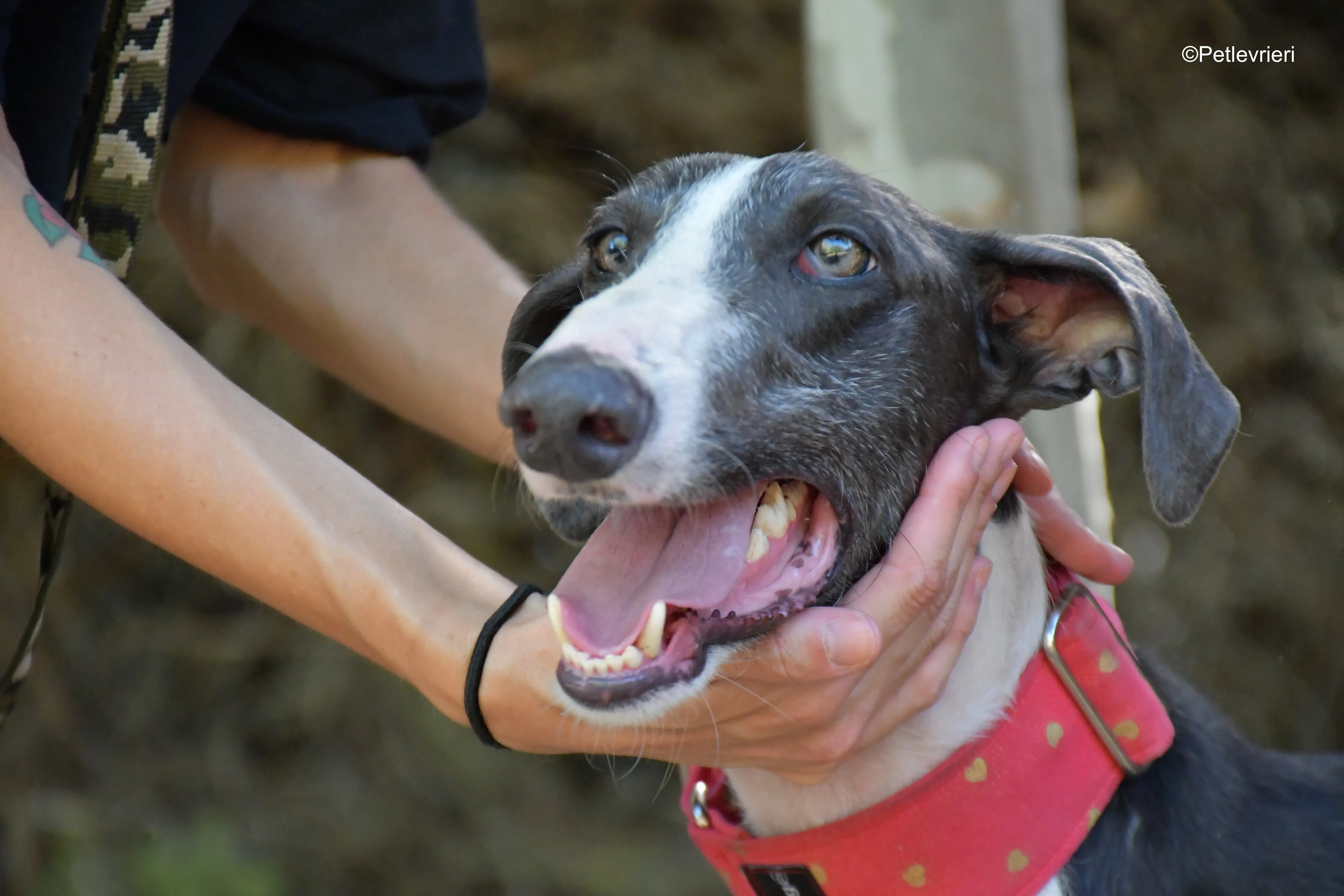 jero adozione levrieri galgo 11