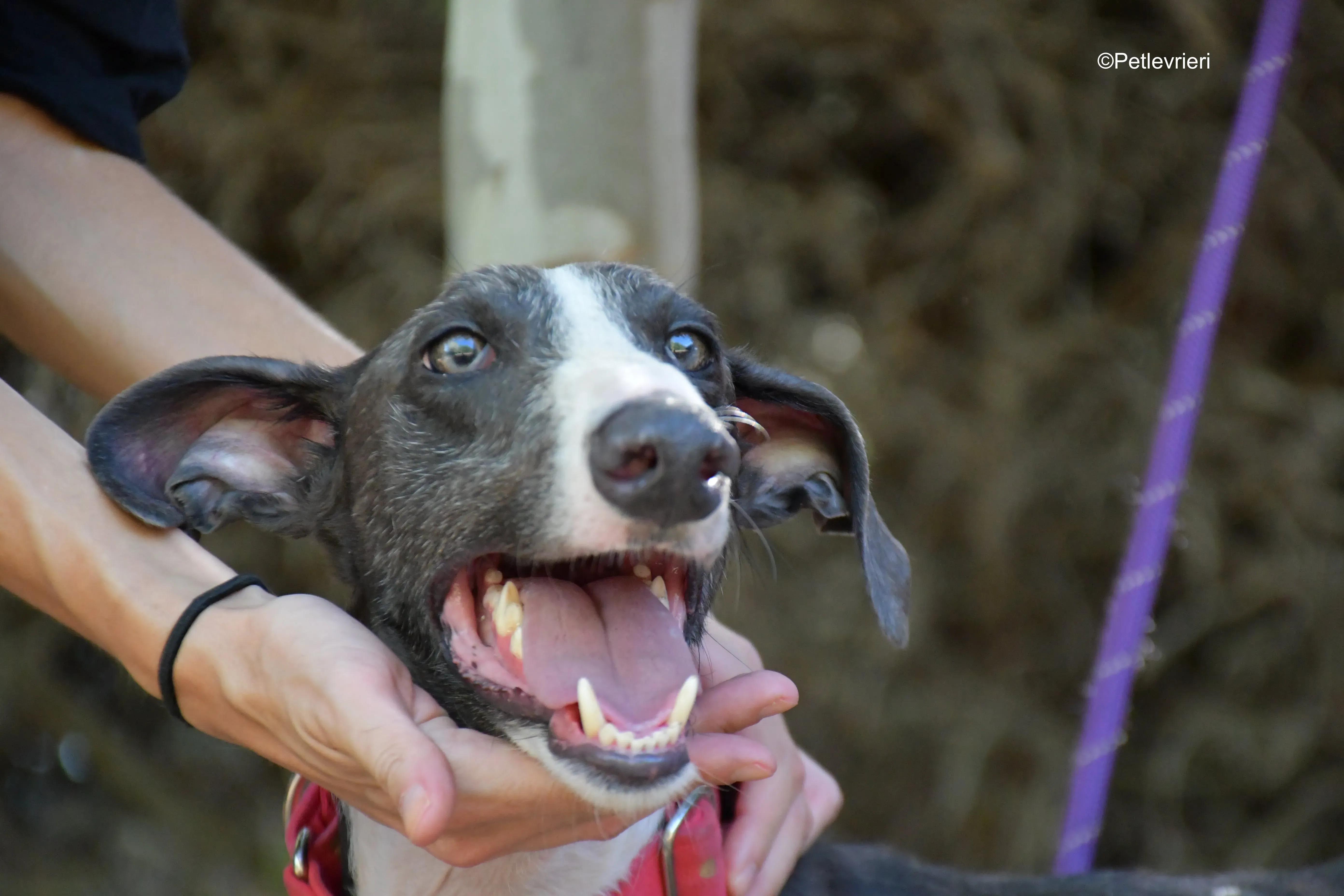 jero adozione levrieri galgo 12