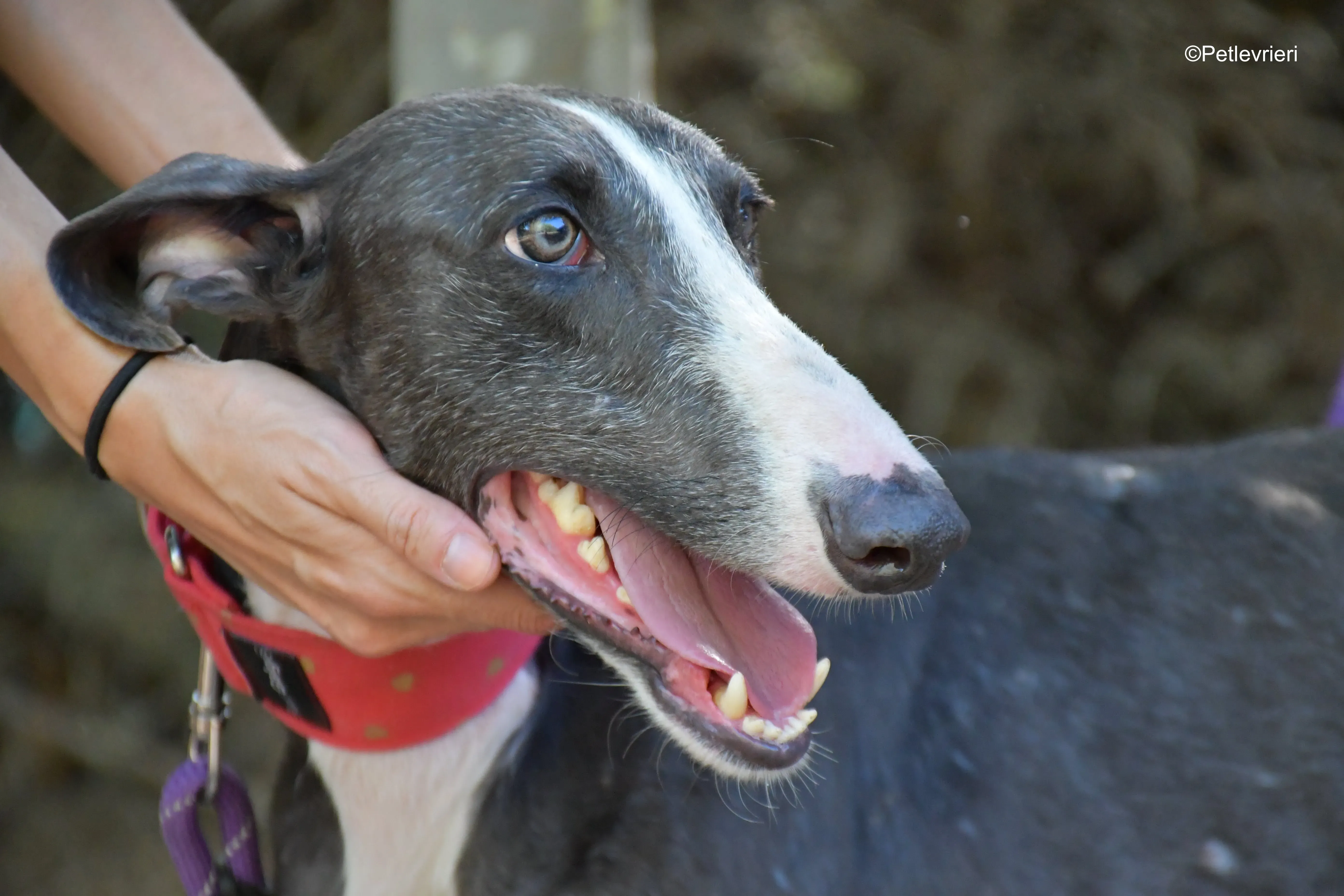 jero adozione levrieri galgo 13