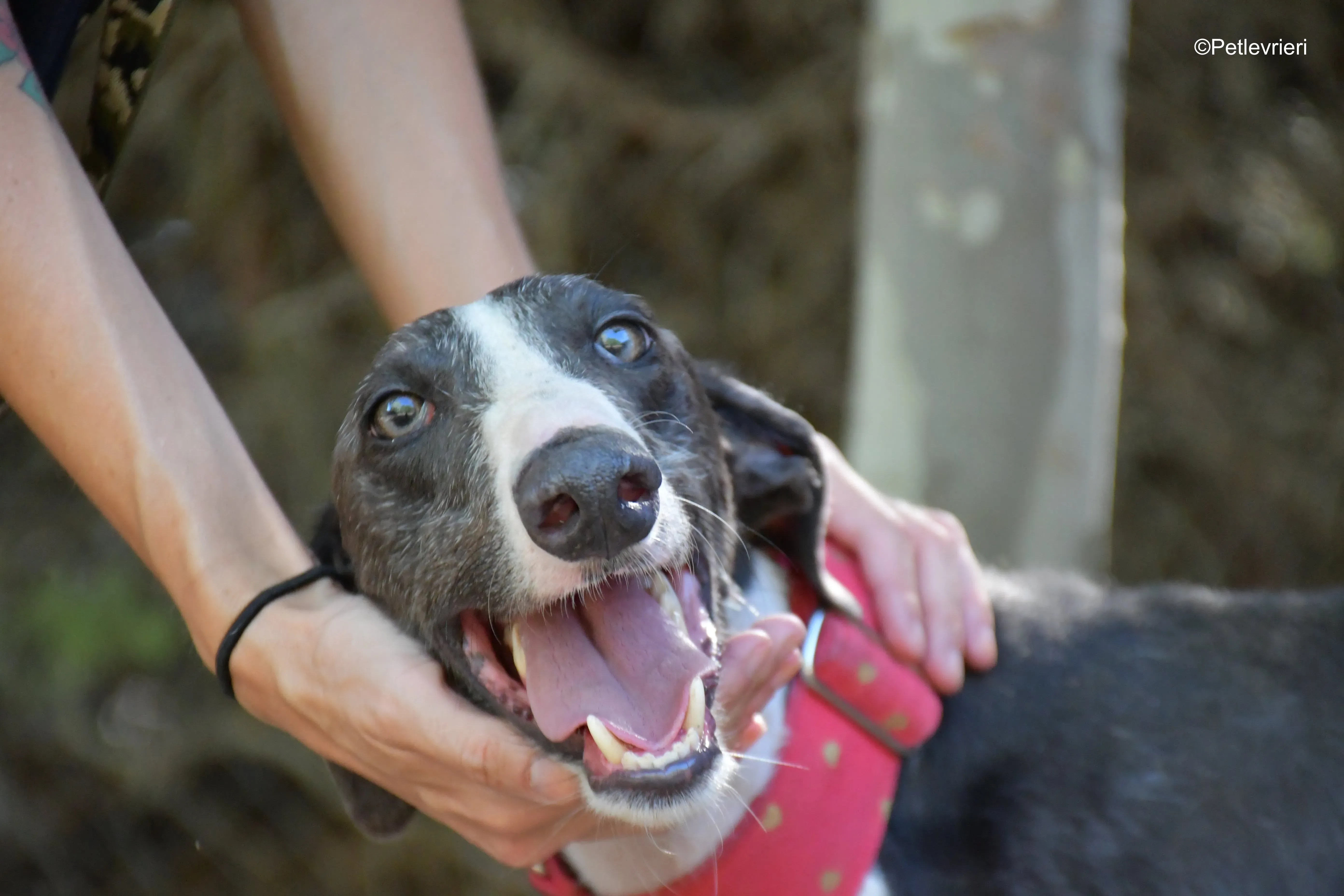 jero adozione levrieri galgo 14