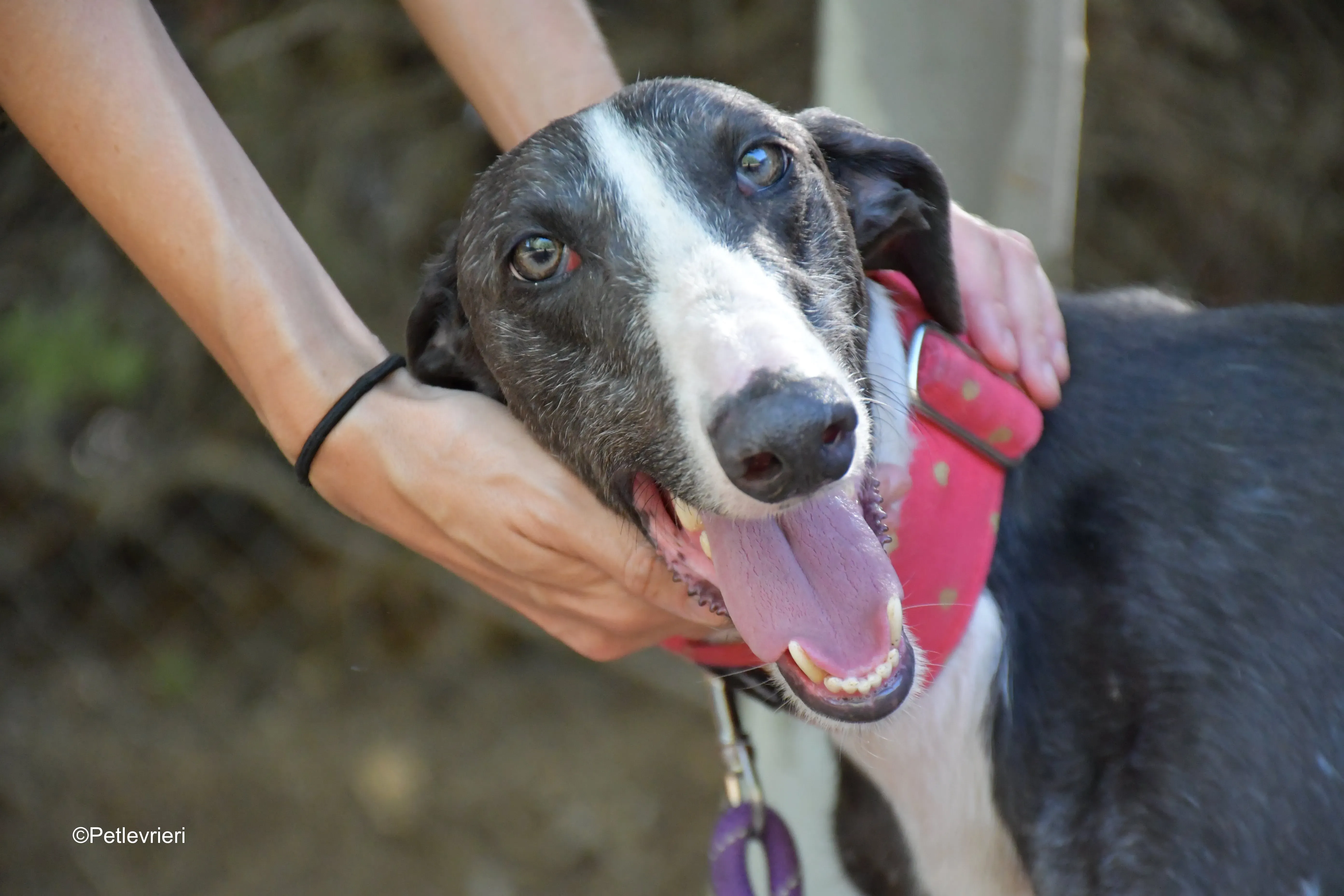 jero adozione levrieri galgo 15