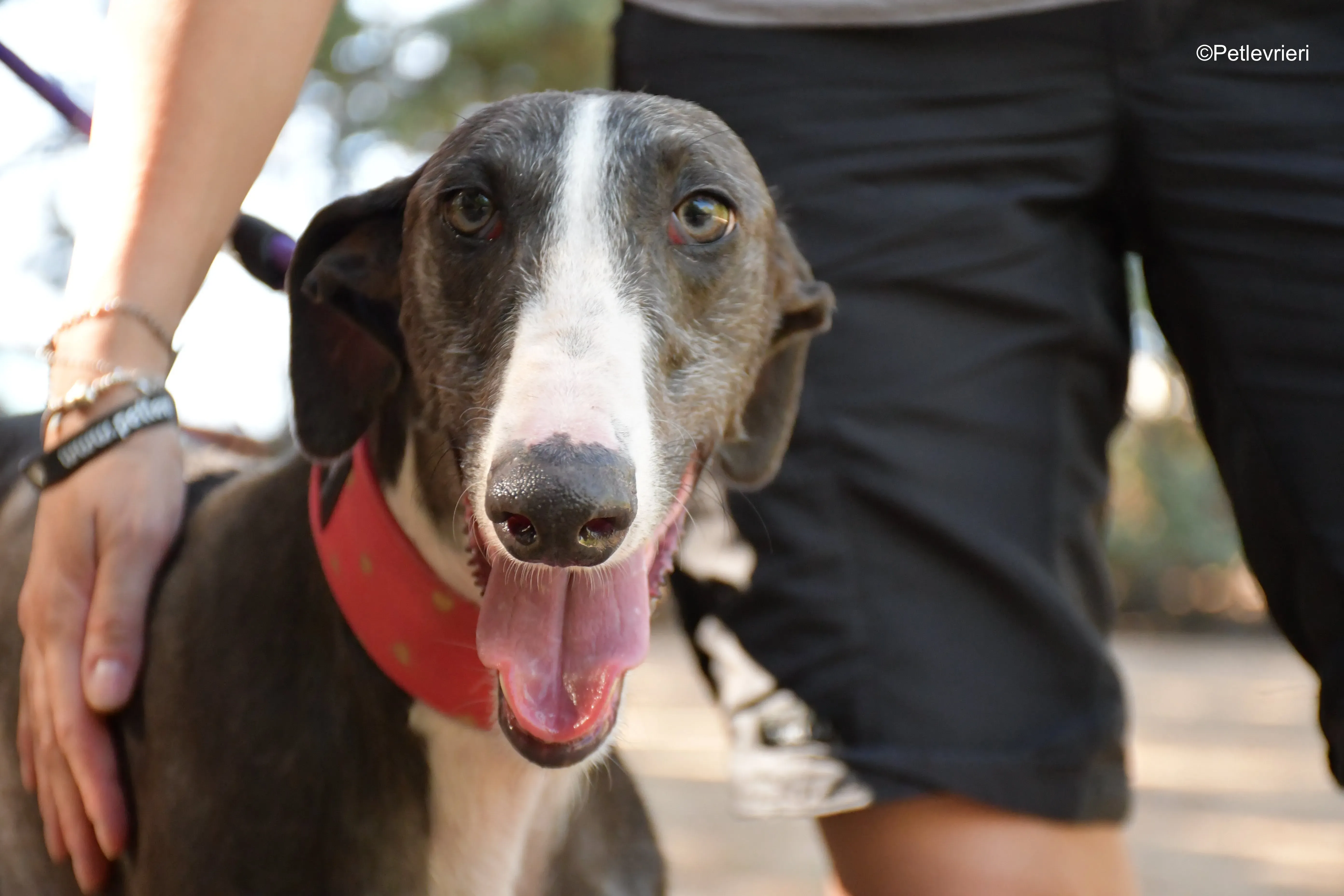 jero adozione levrieri galgo 2 1