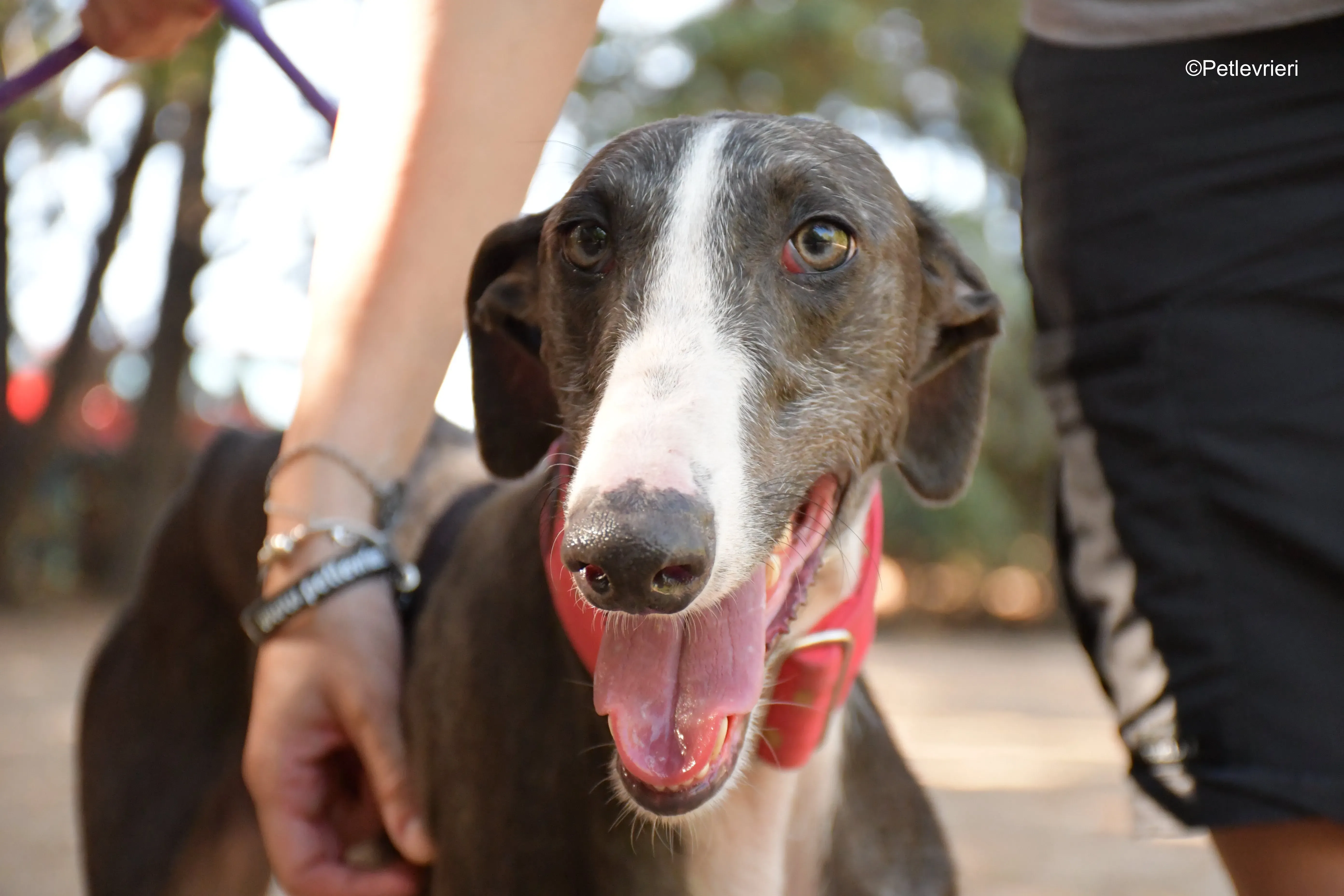 jero adozione levrieri galgo 3 1