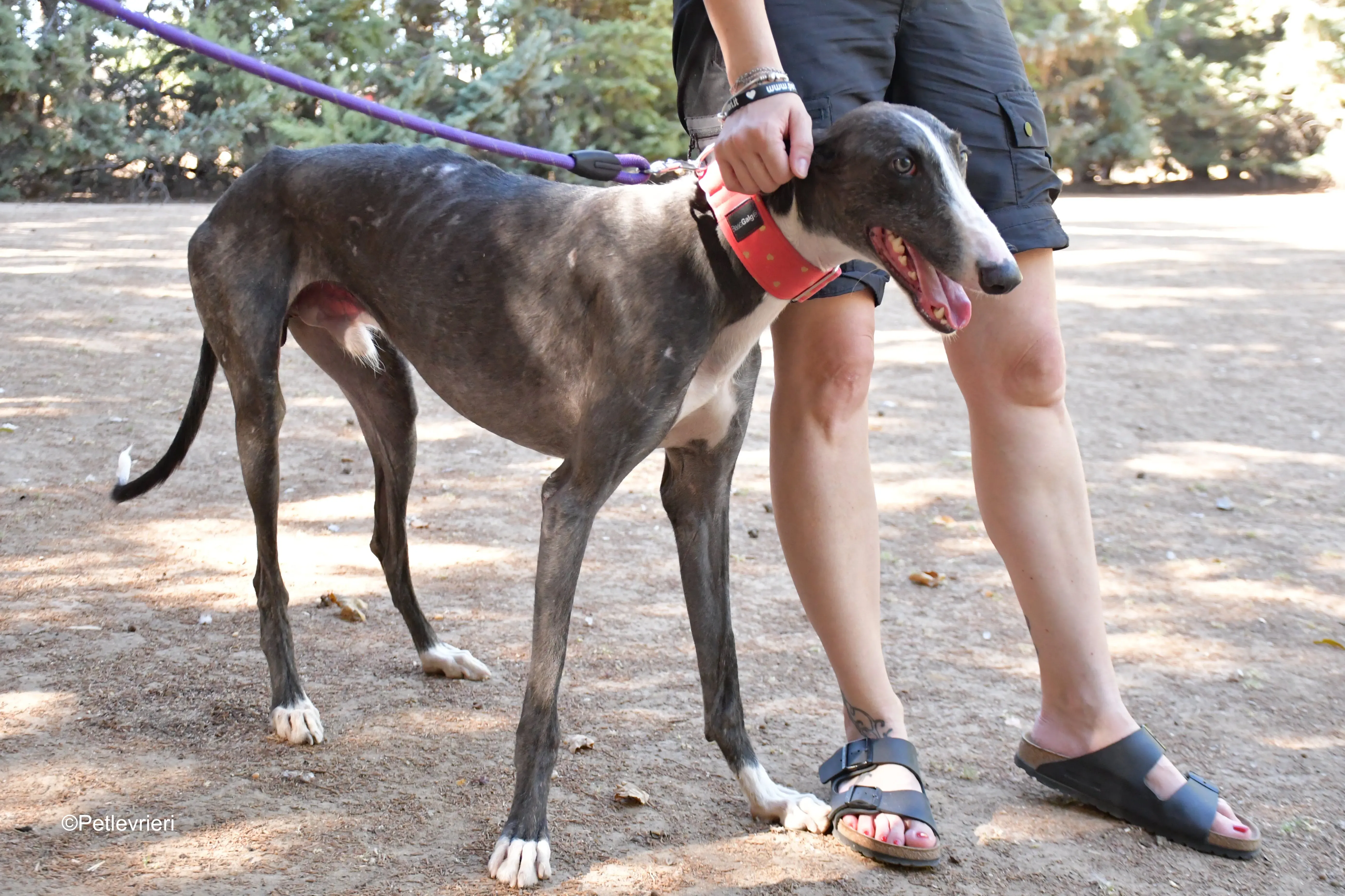 jero adozione levrieri galgo 4