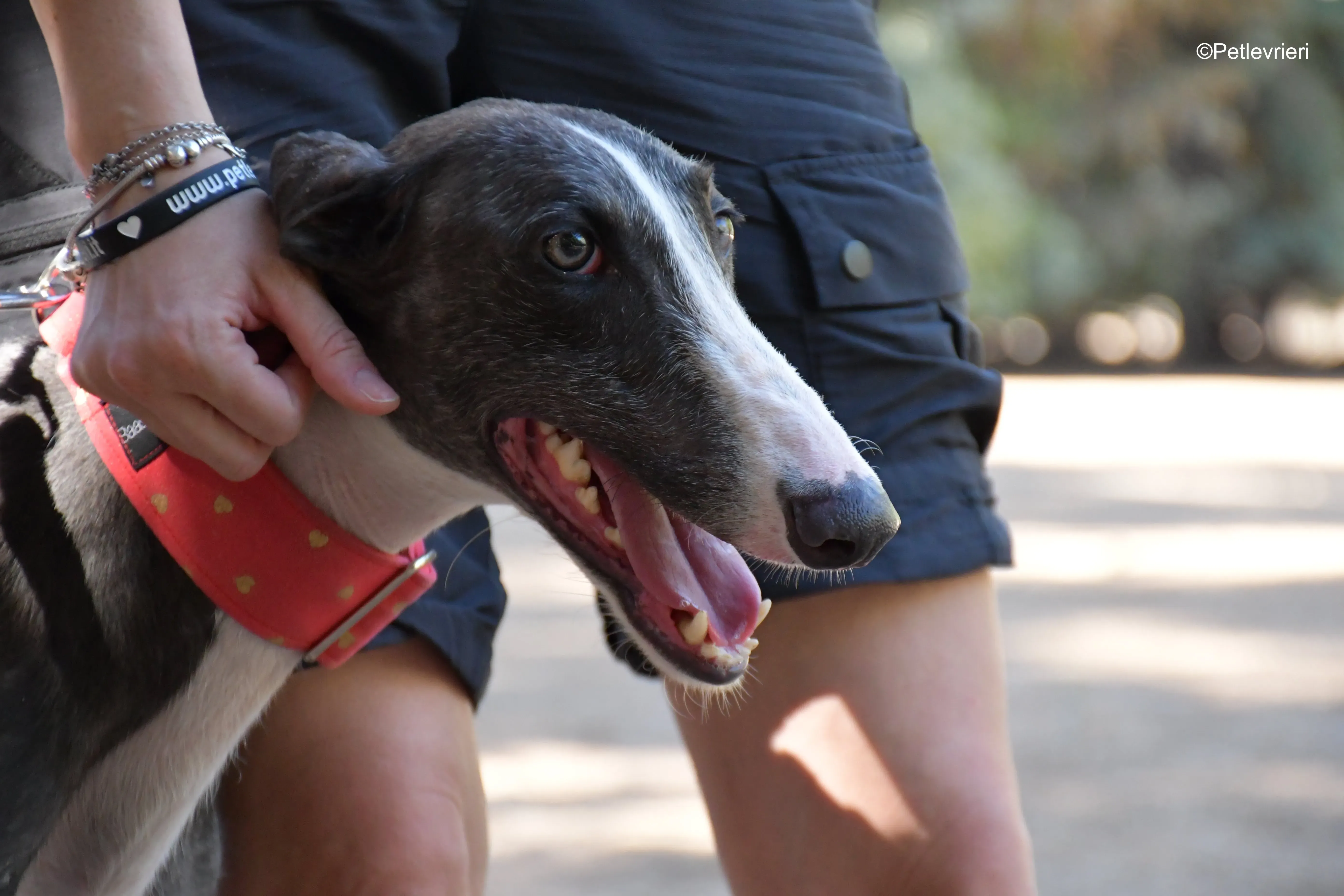 jero adozione levrieri galgo 5