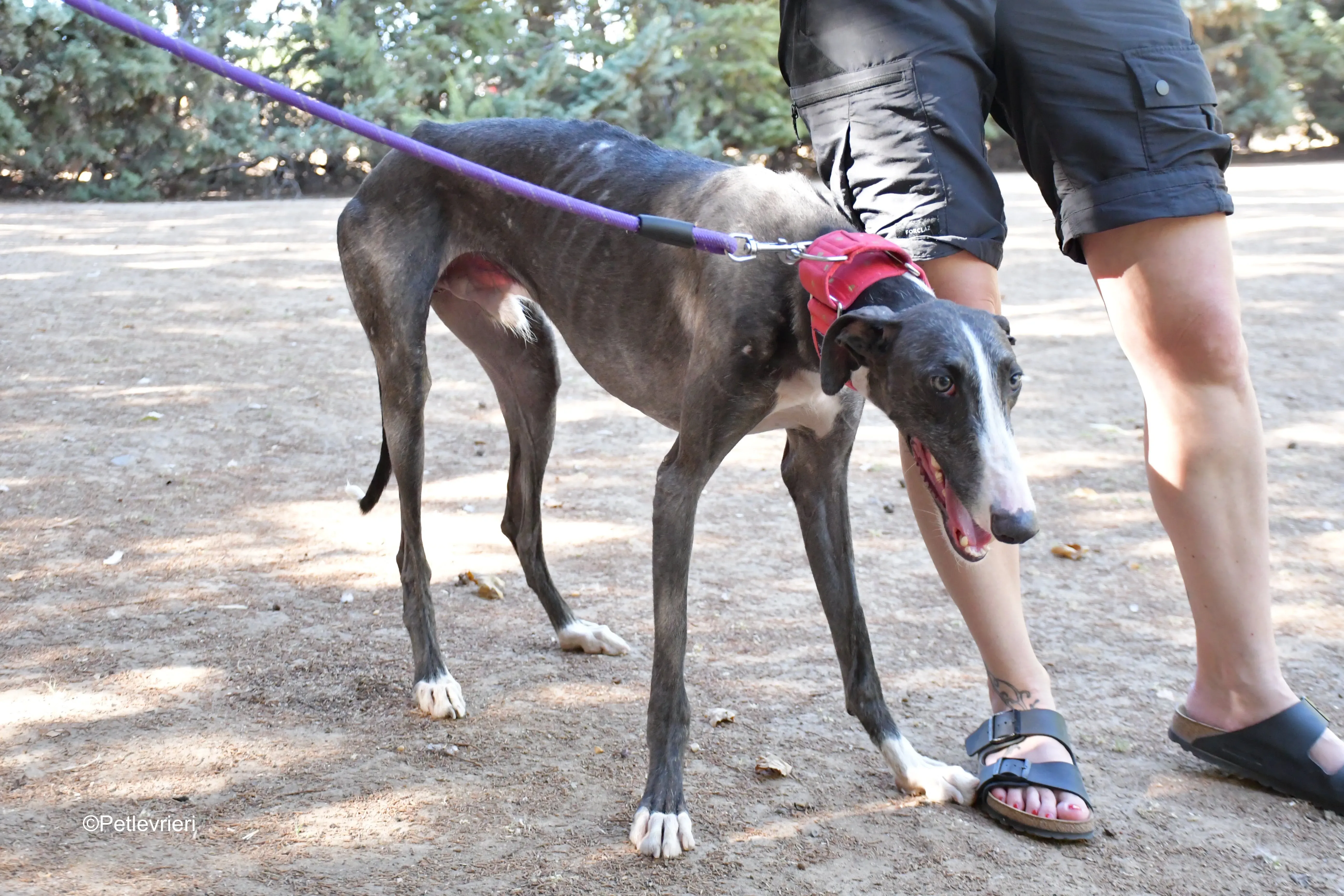 jero adozione levrieri galgo 6