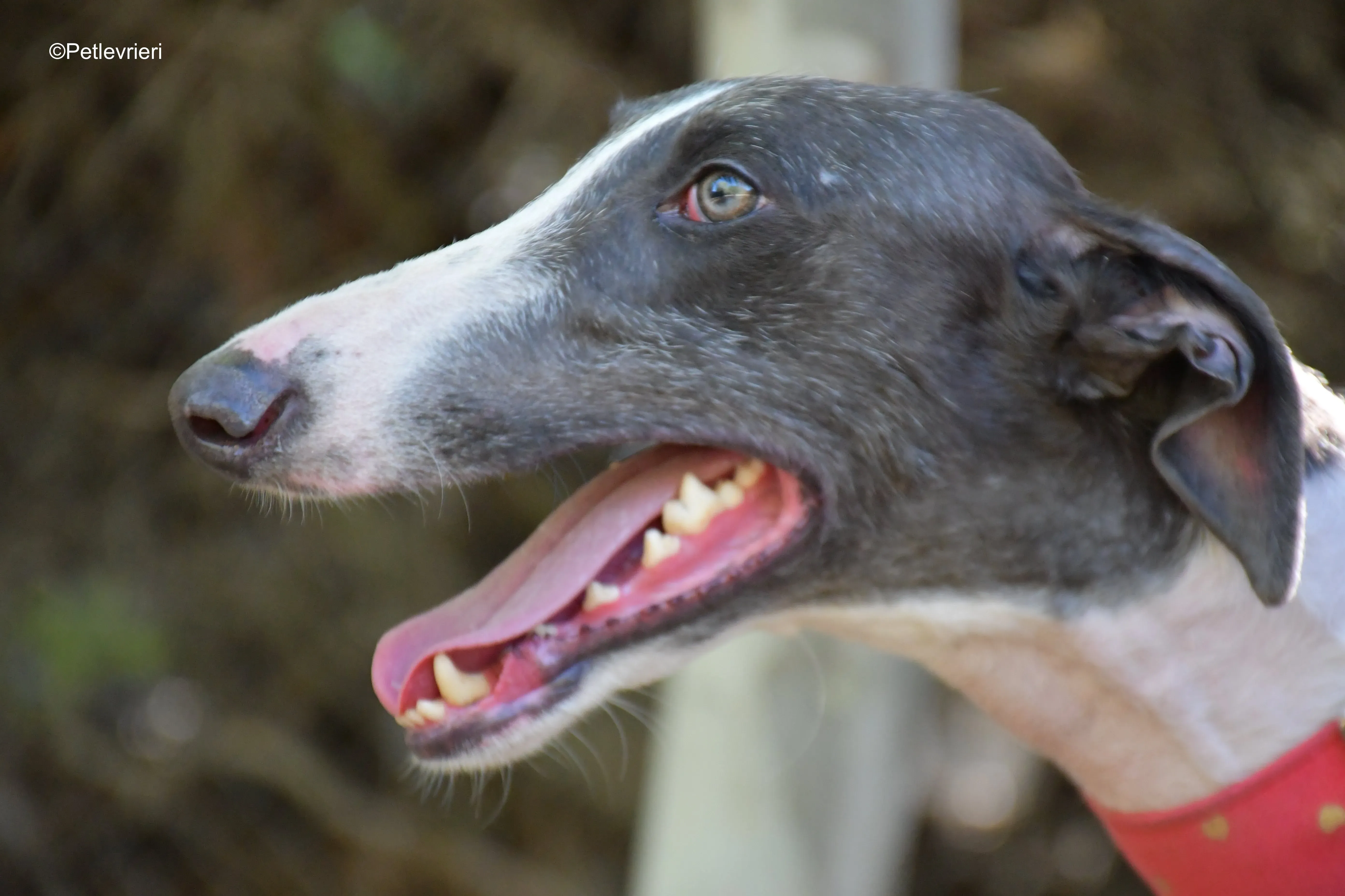 jero adozione levrieri galgo 7