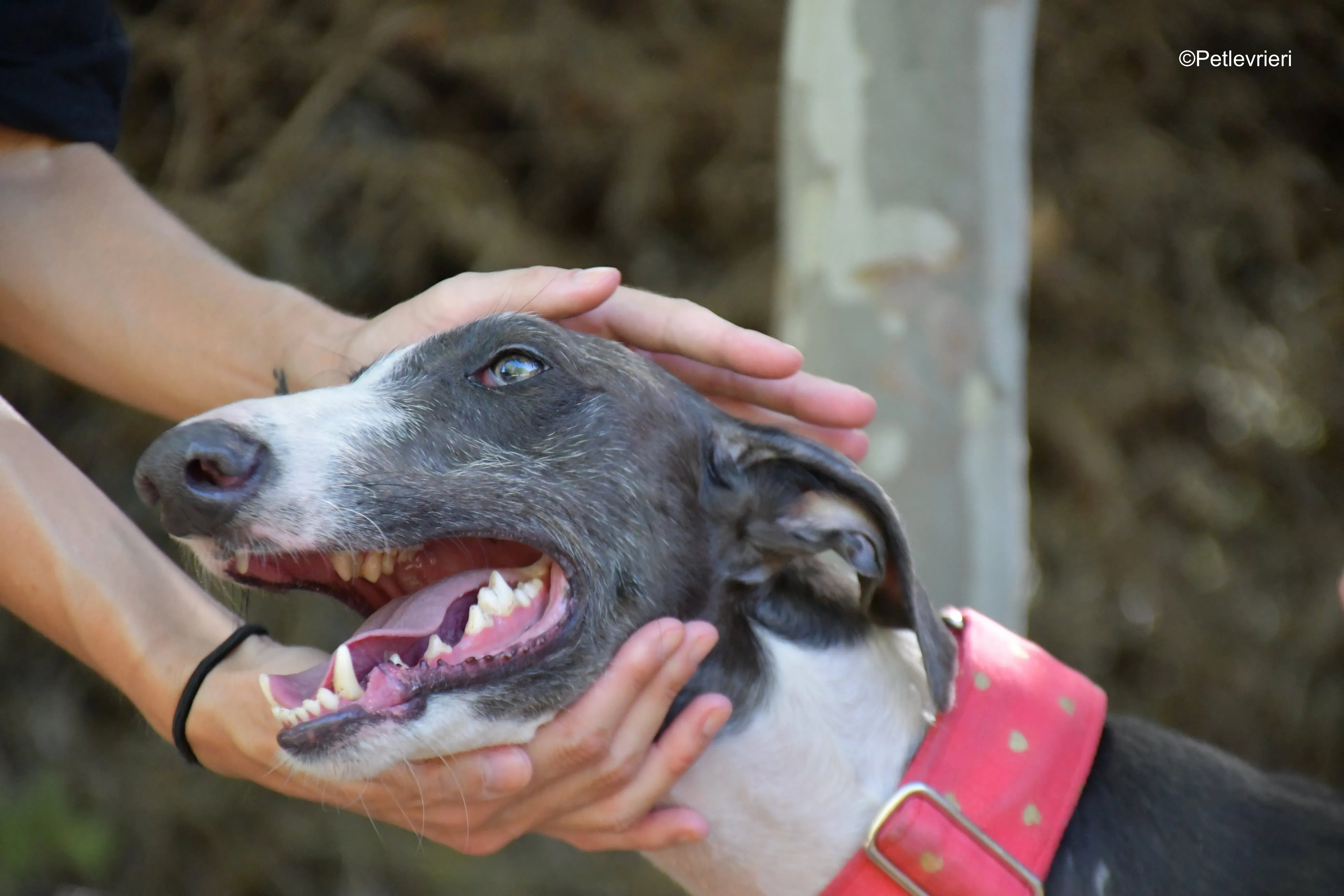 jero adozione levrieri galgo 8