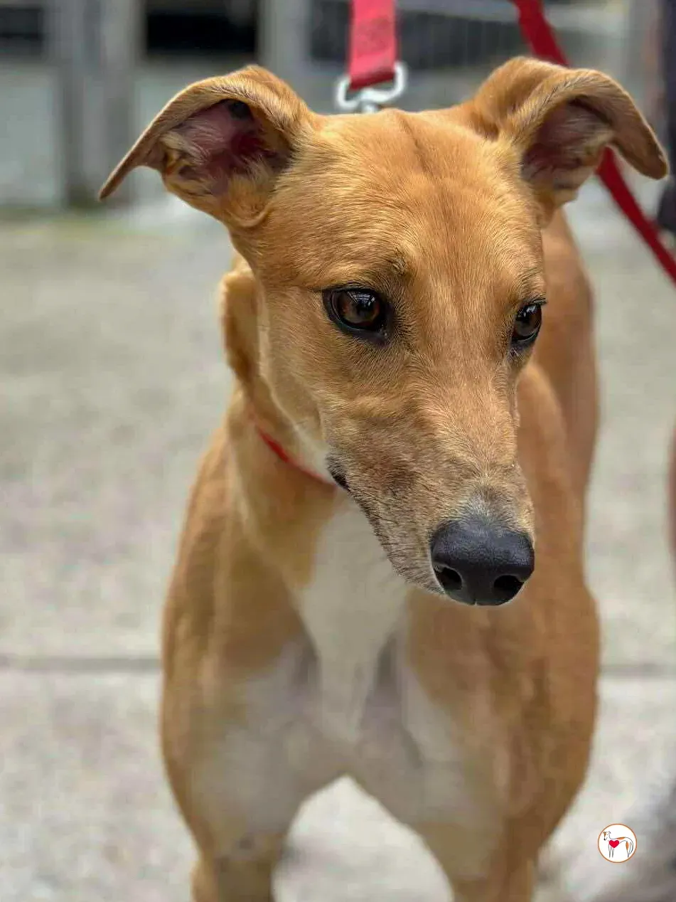 jess grey adozione 01