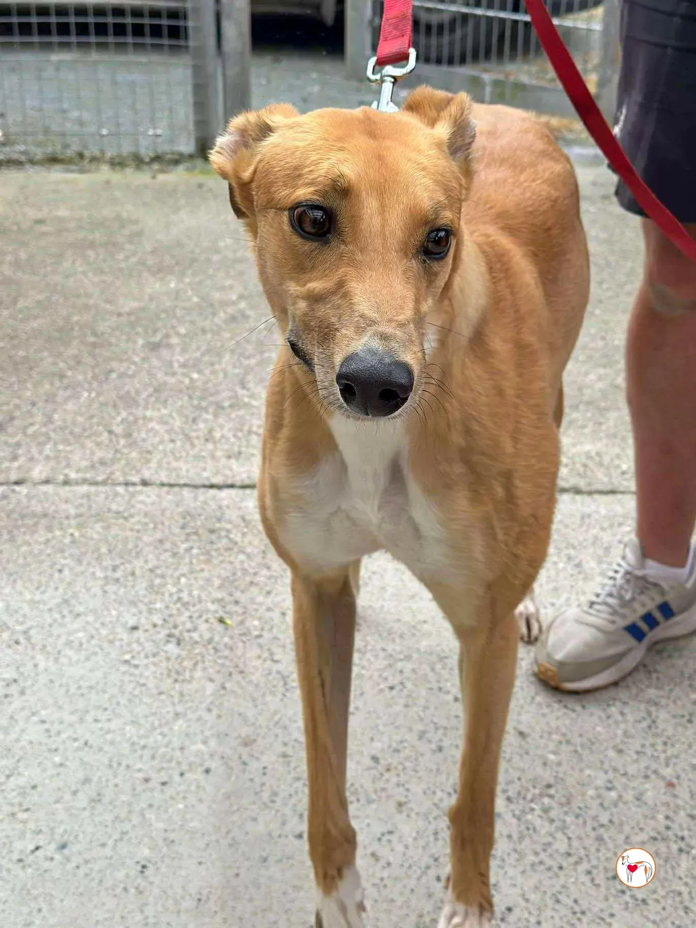 jess grey adozione 02