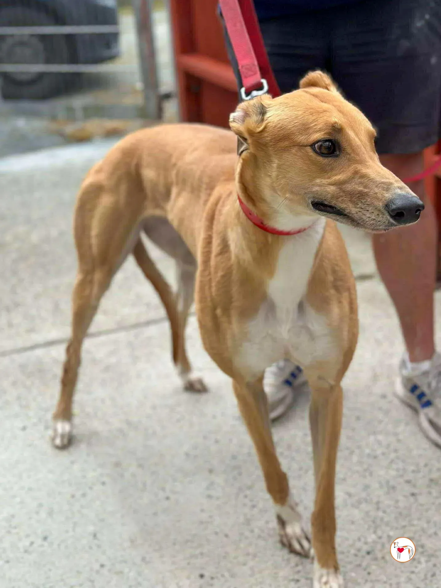 jess grey adozione 03