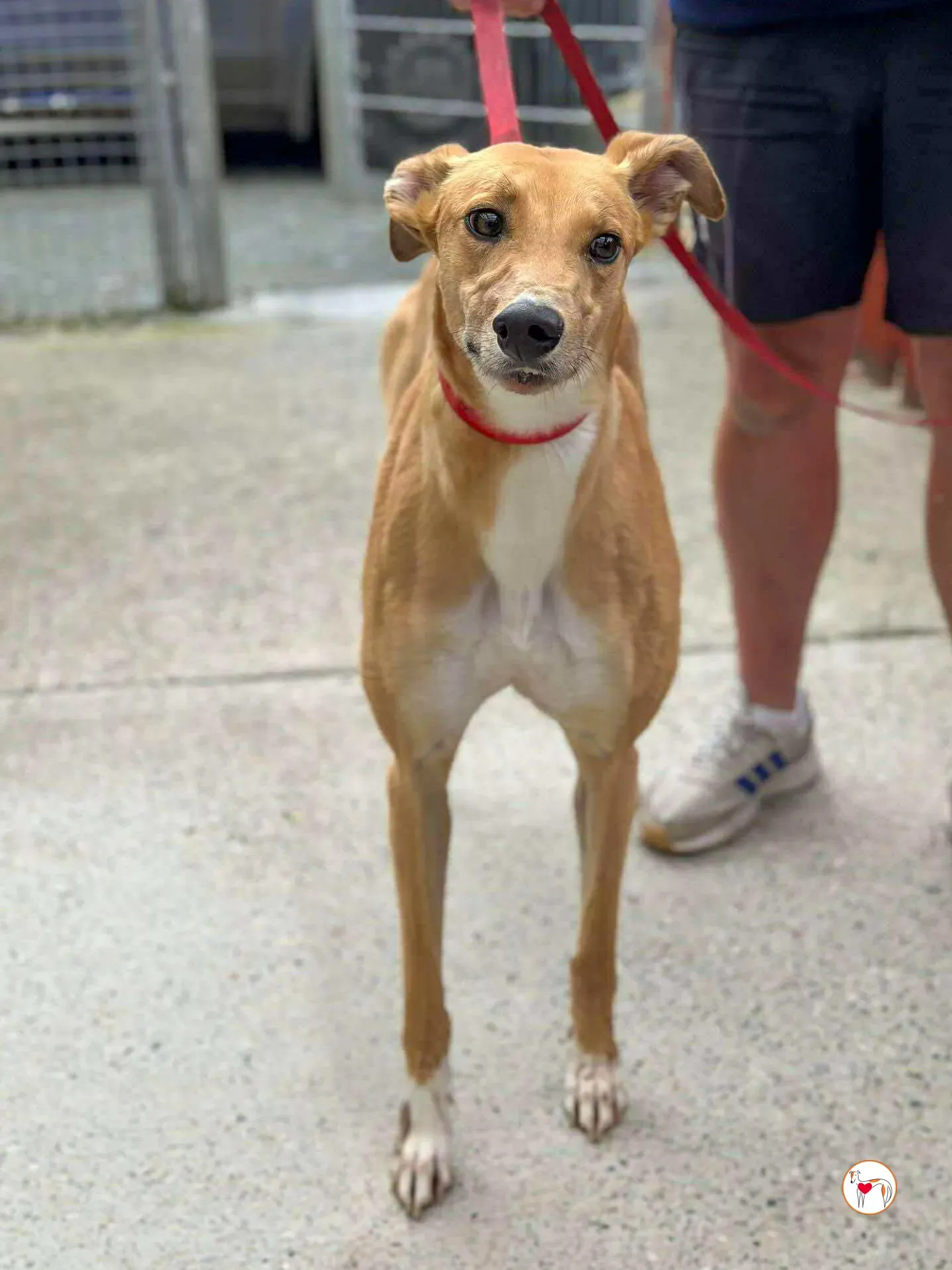 jess grey adozione 04