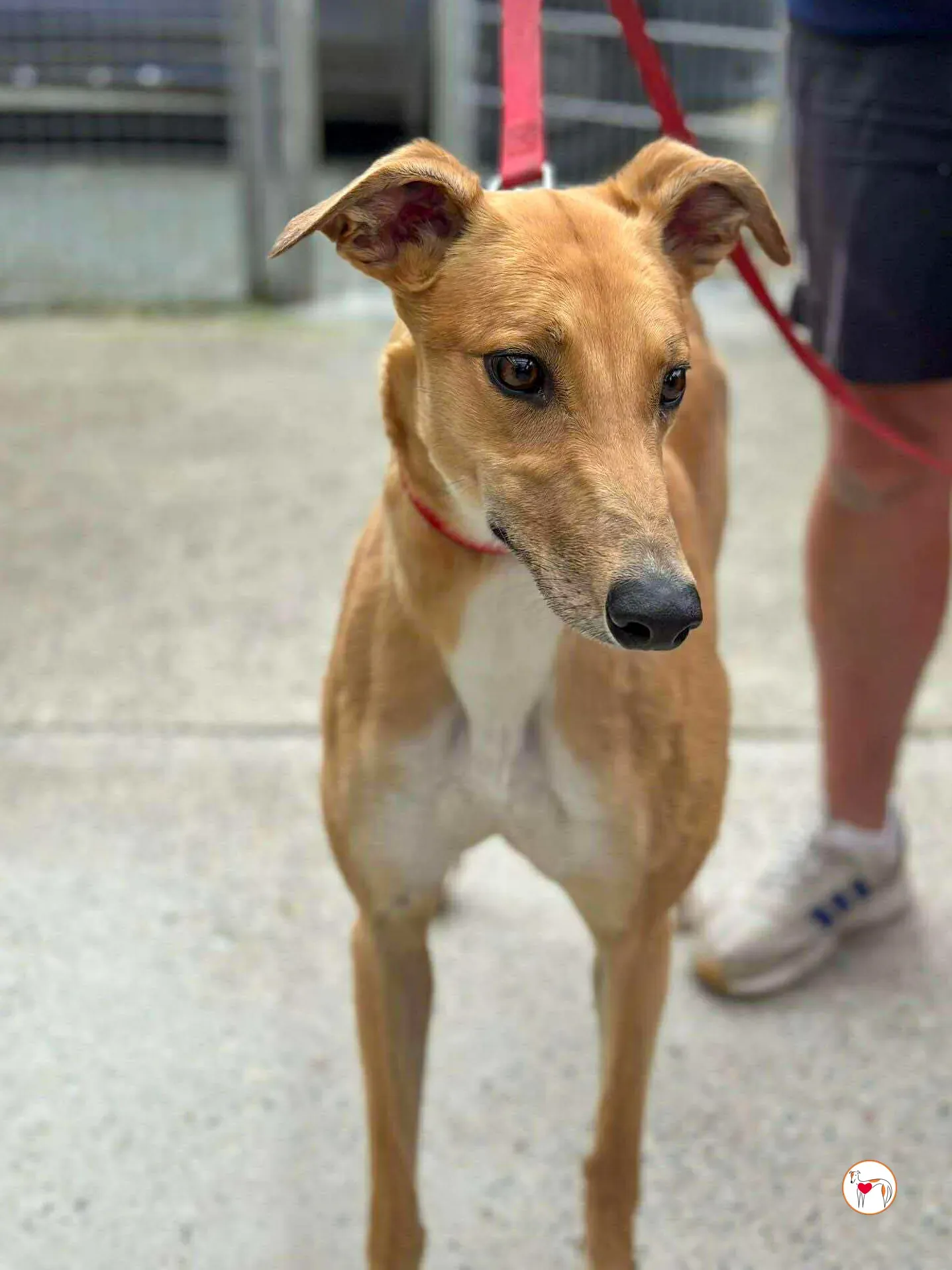 jess grey adozione 05