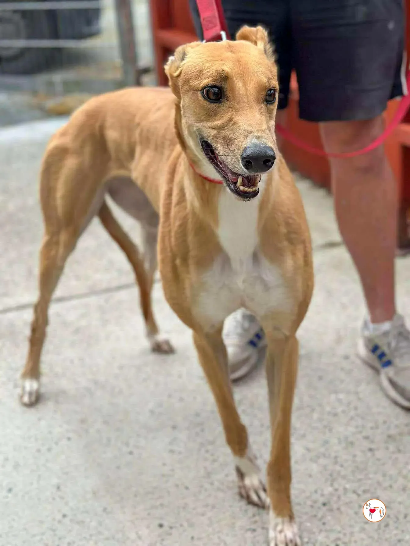 jess grey adozione 06