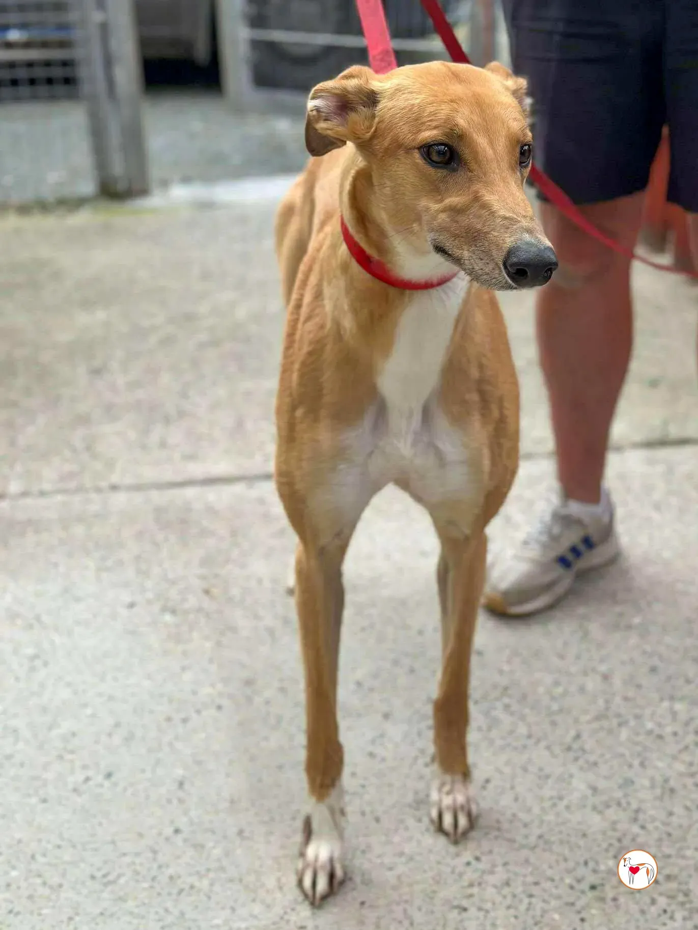 jess grey adozione 07