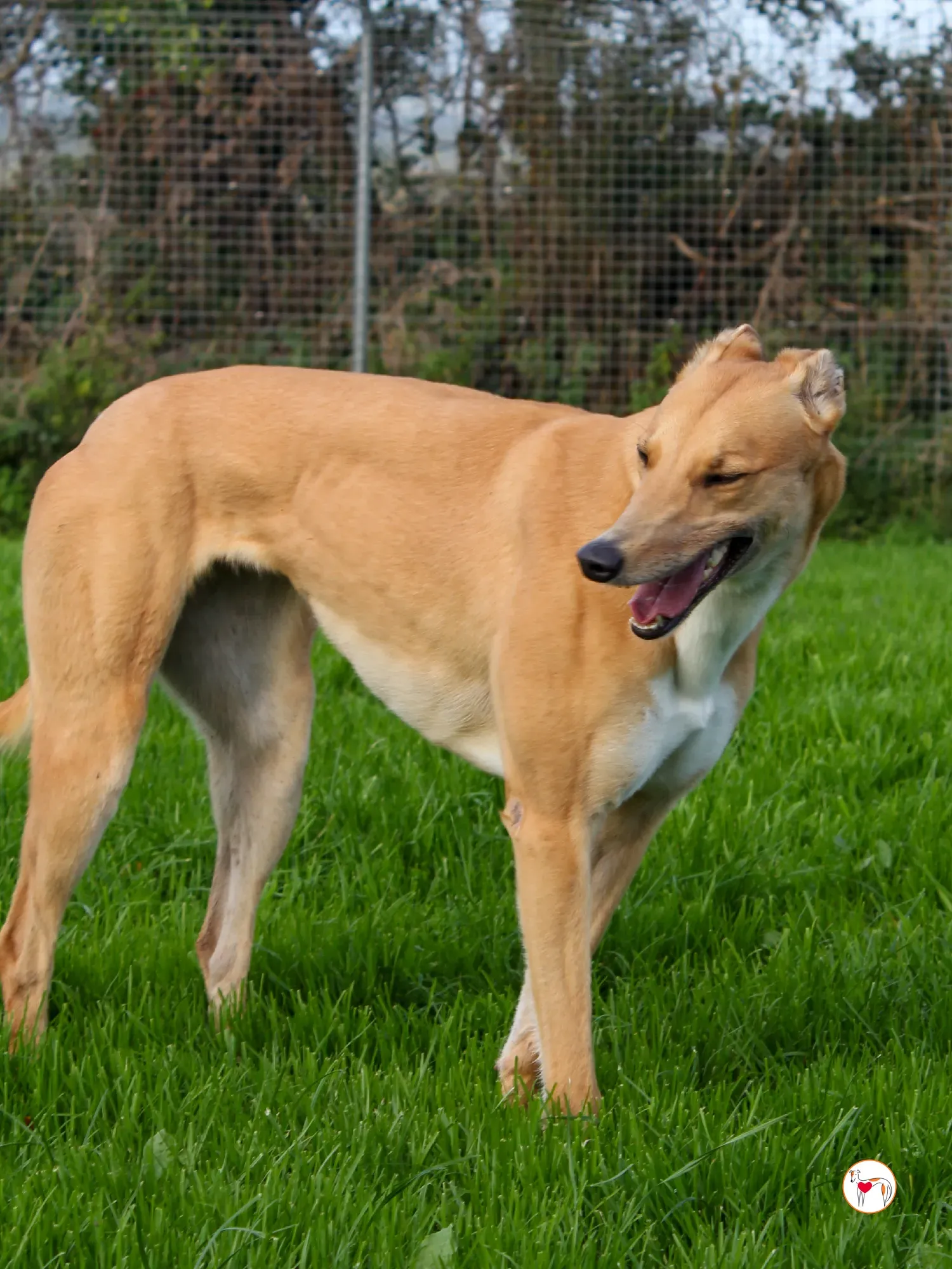 jess grey adozione 11