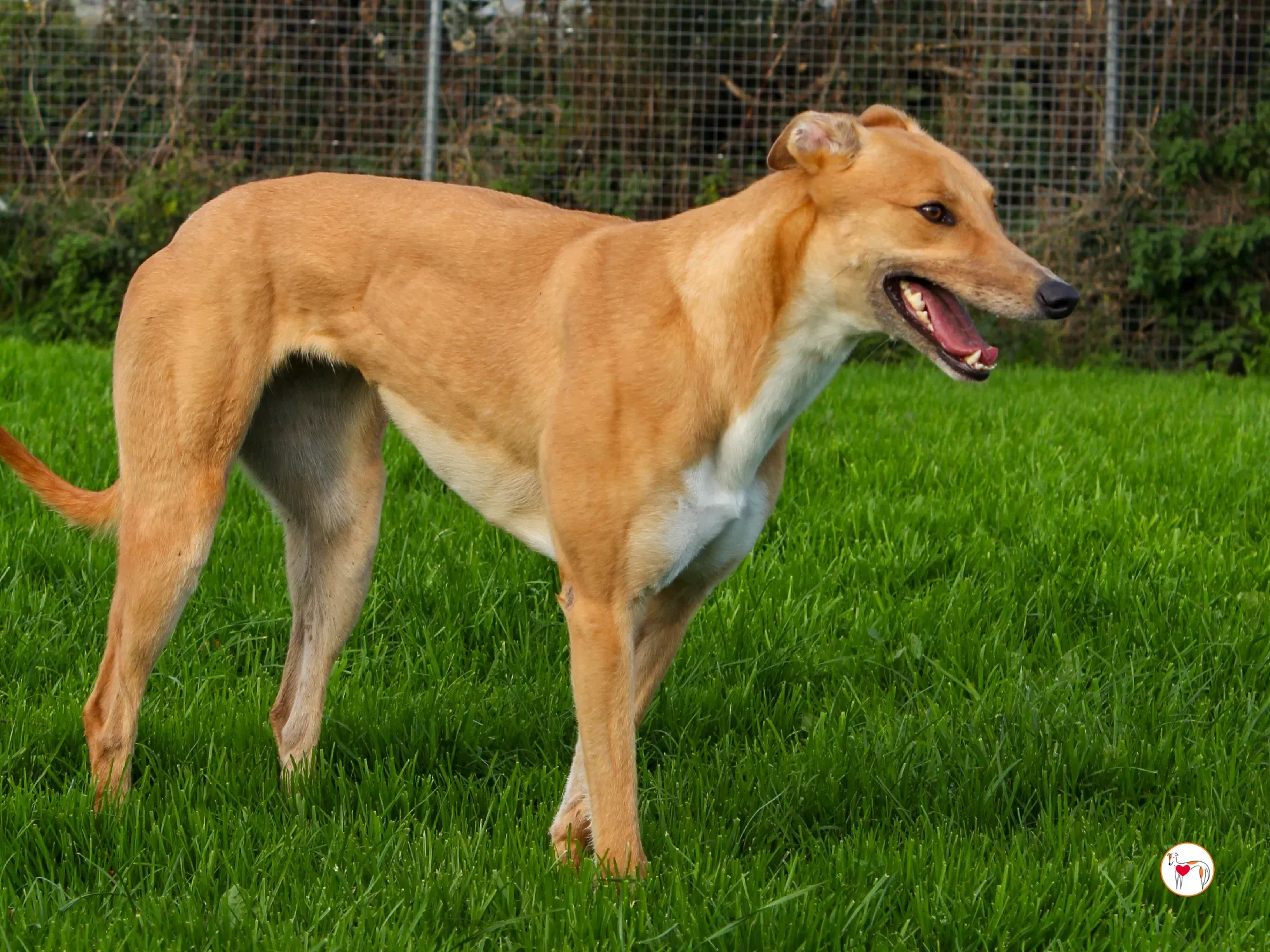 jess grey adozione 12