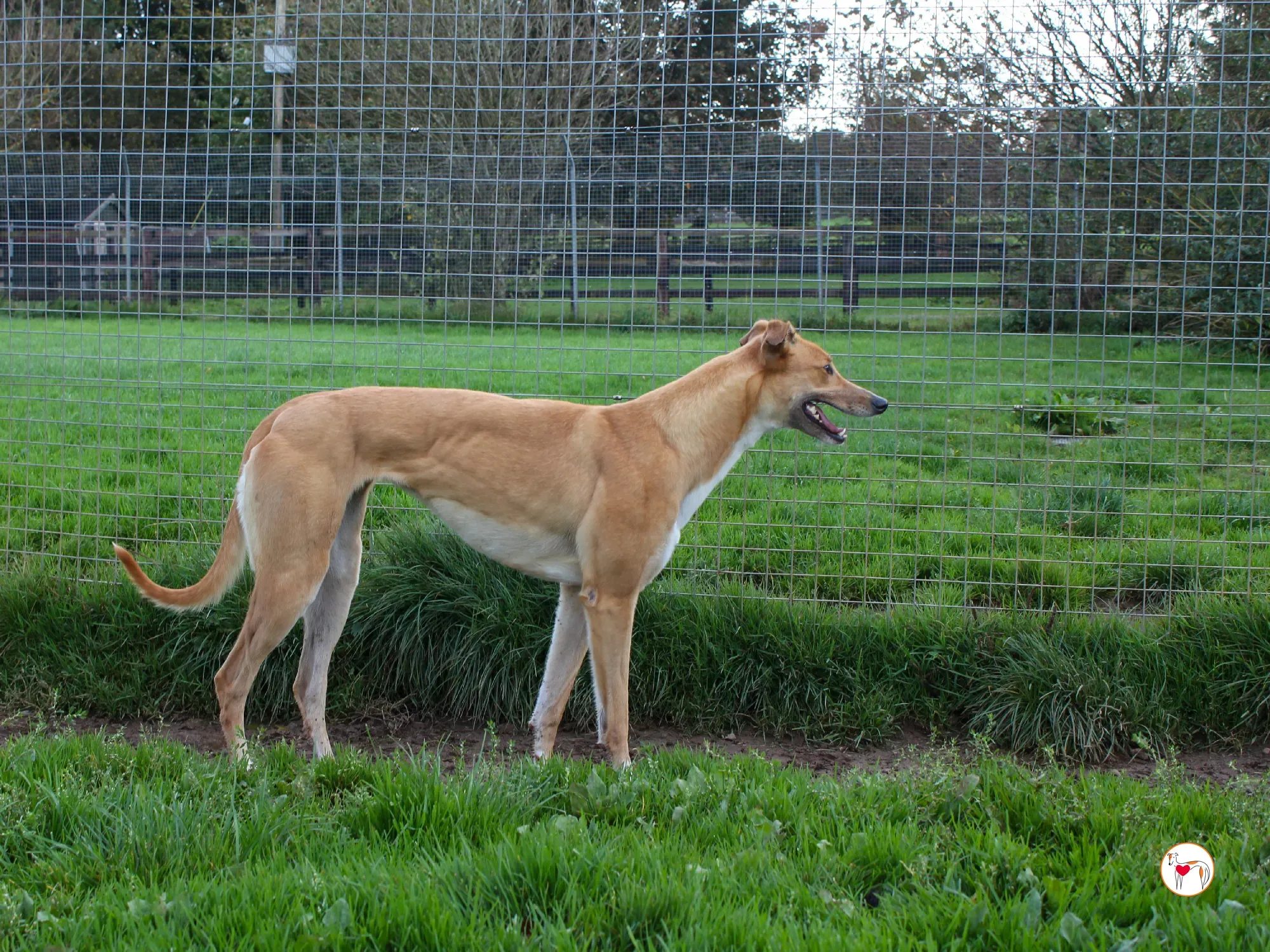 jess grey adozione 13