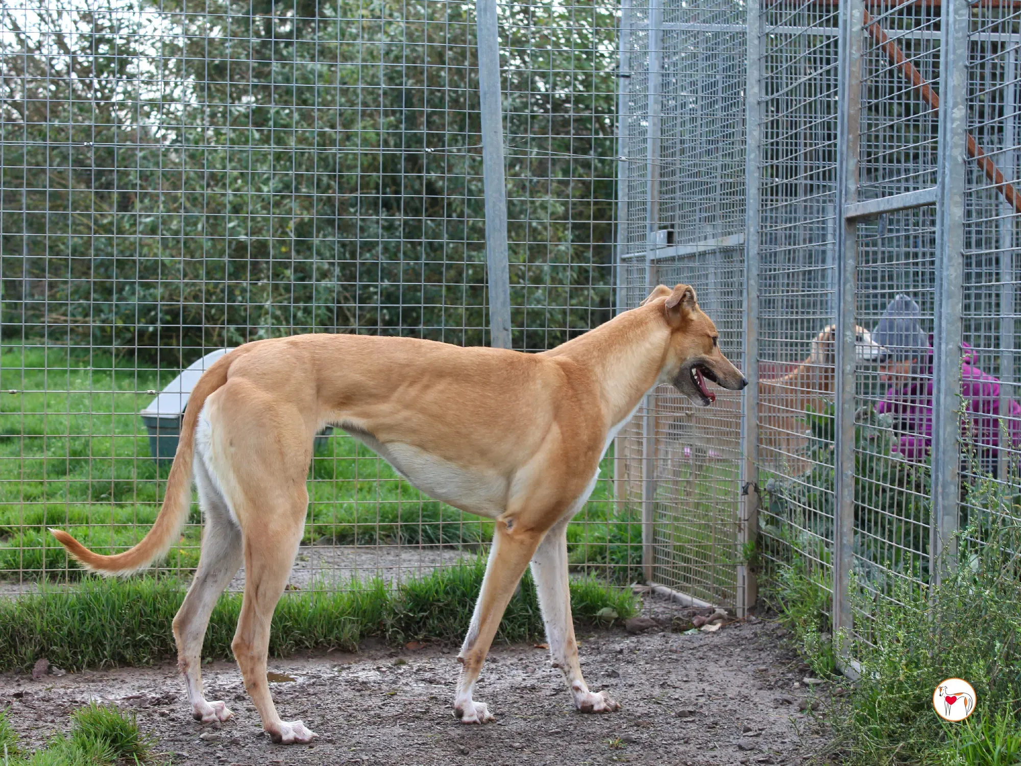 jess grey adozione 14