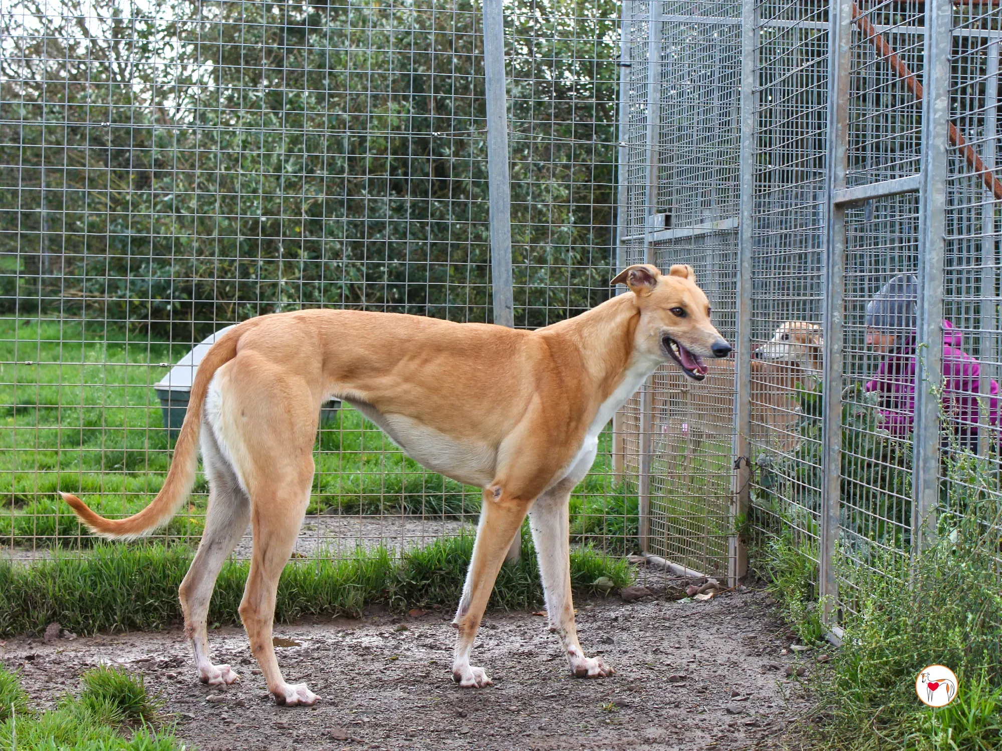 jess grey adozione 15