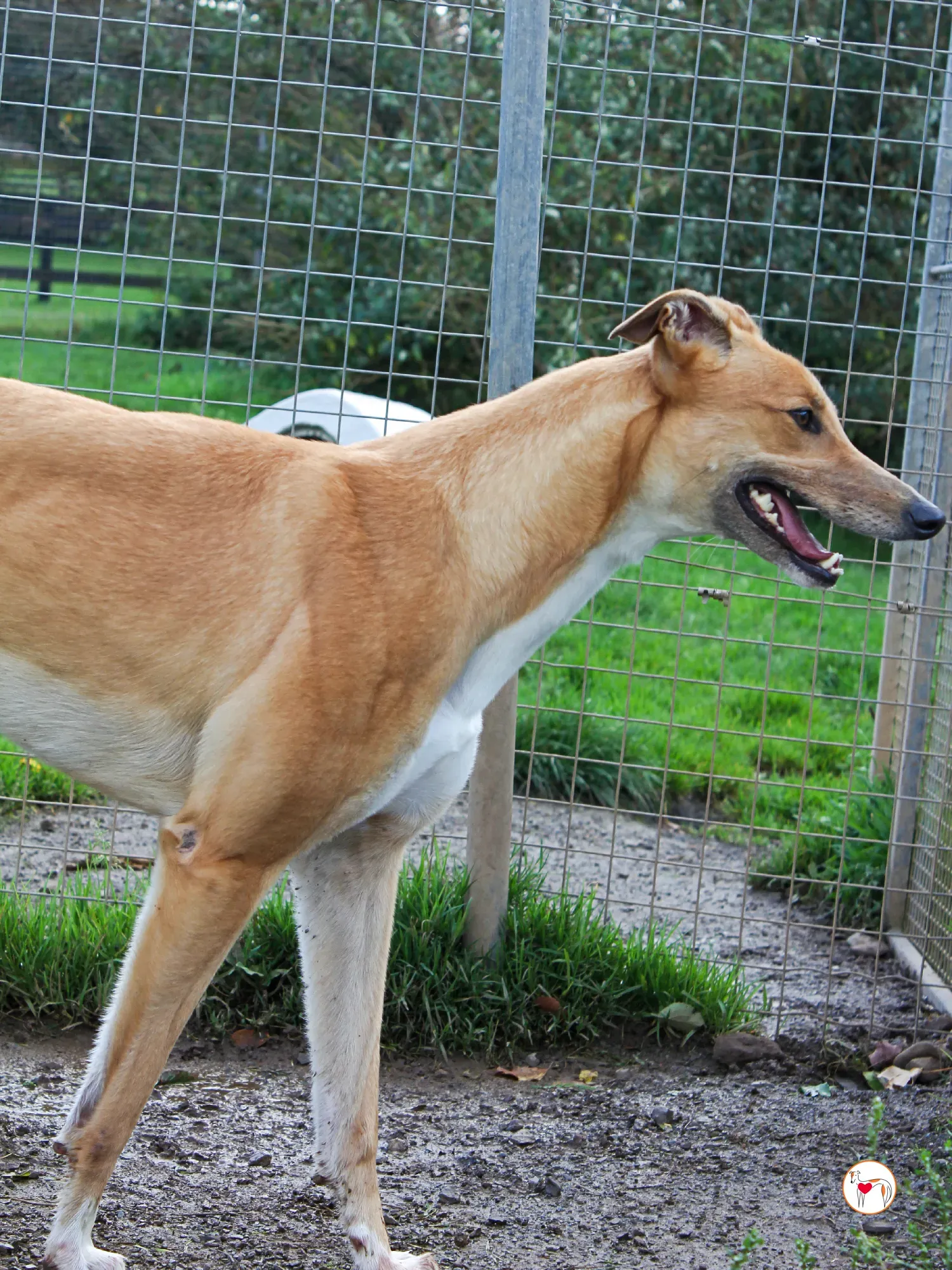 jess grey adozione 16