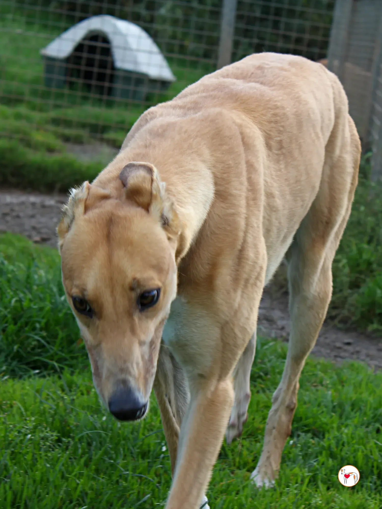 jess grey adozione 17