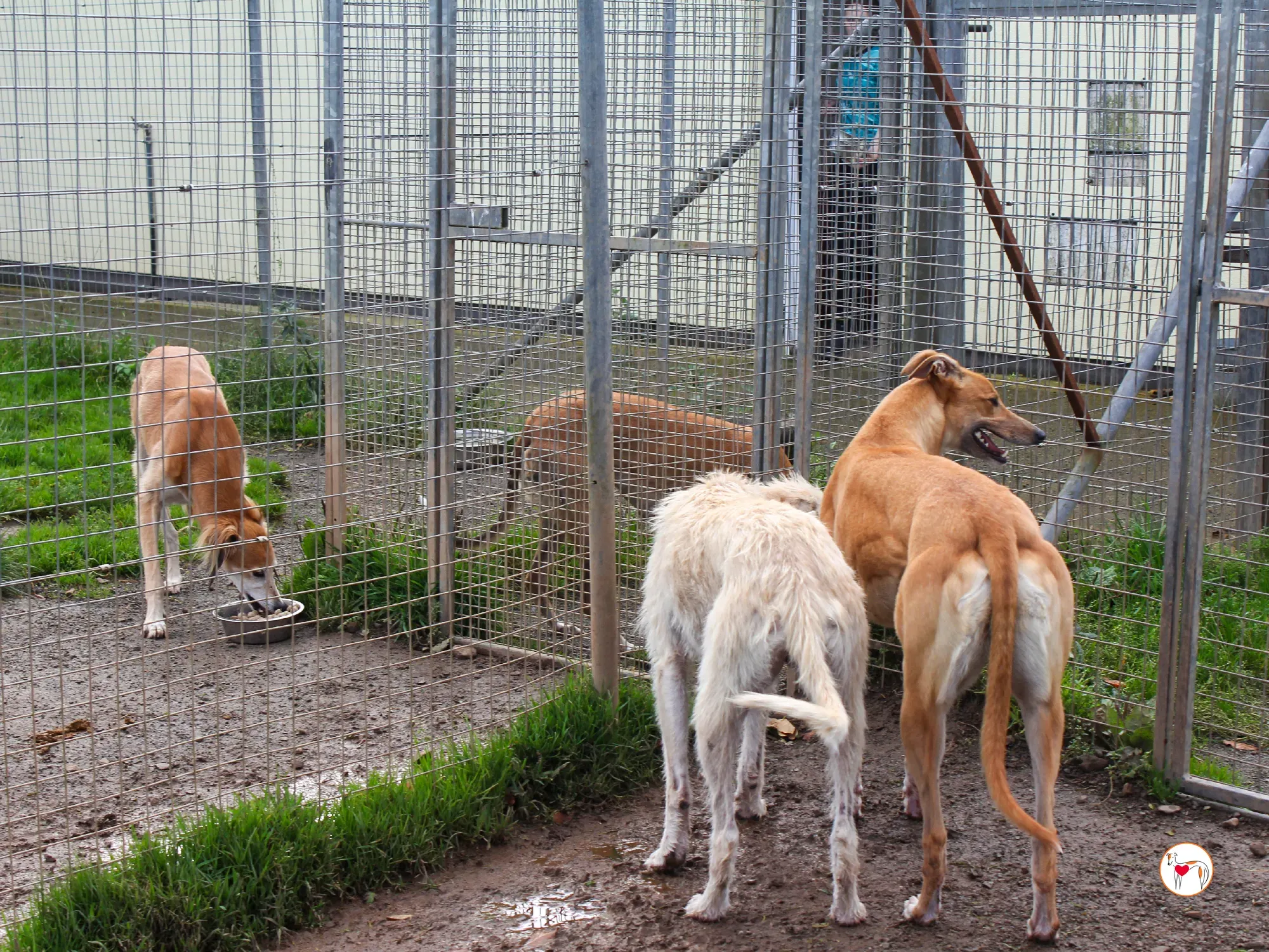 jess grey adozione 18