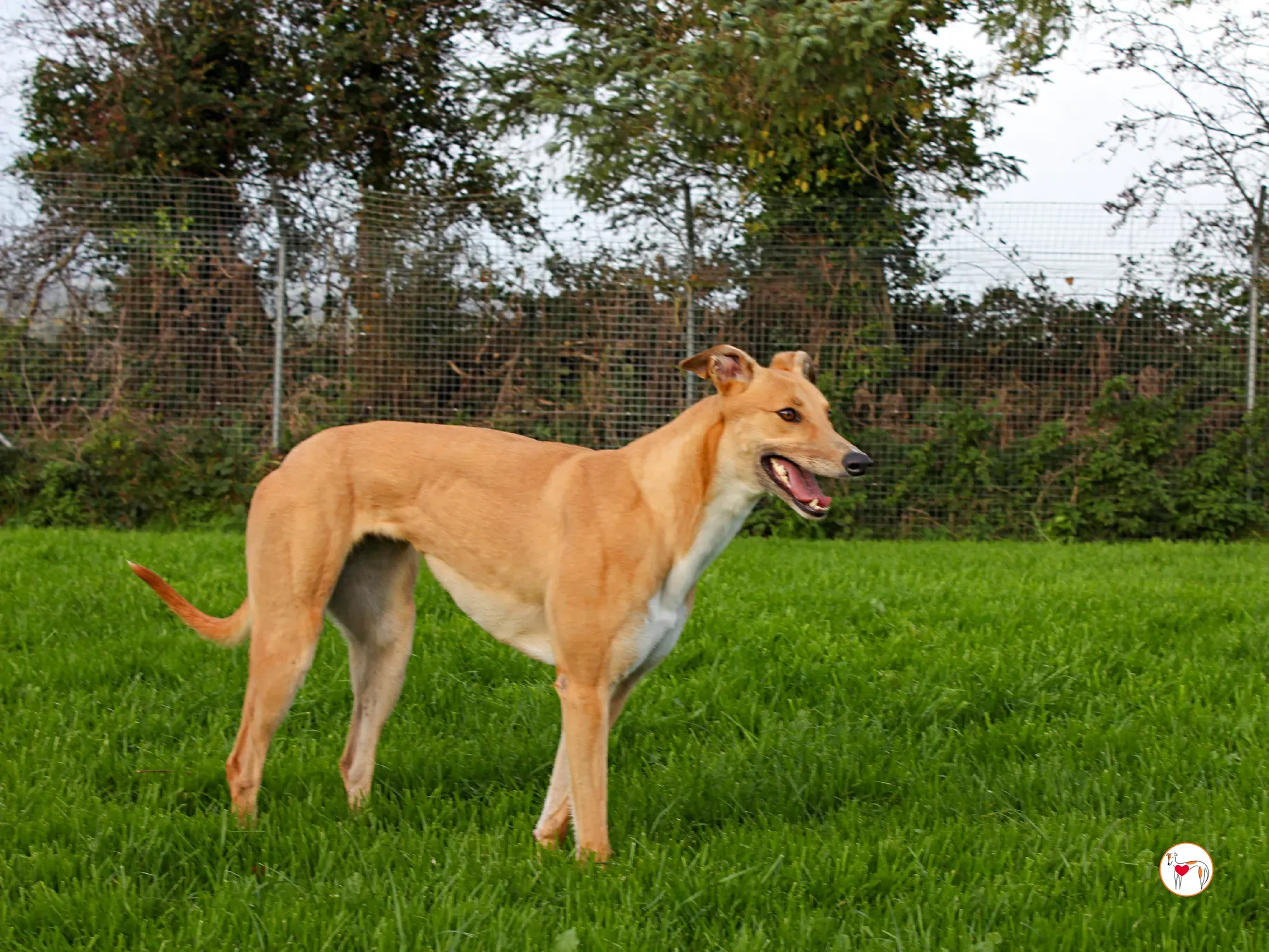 jess grey adozione 8