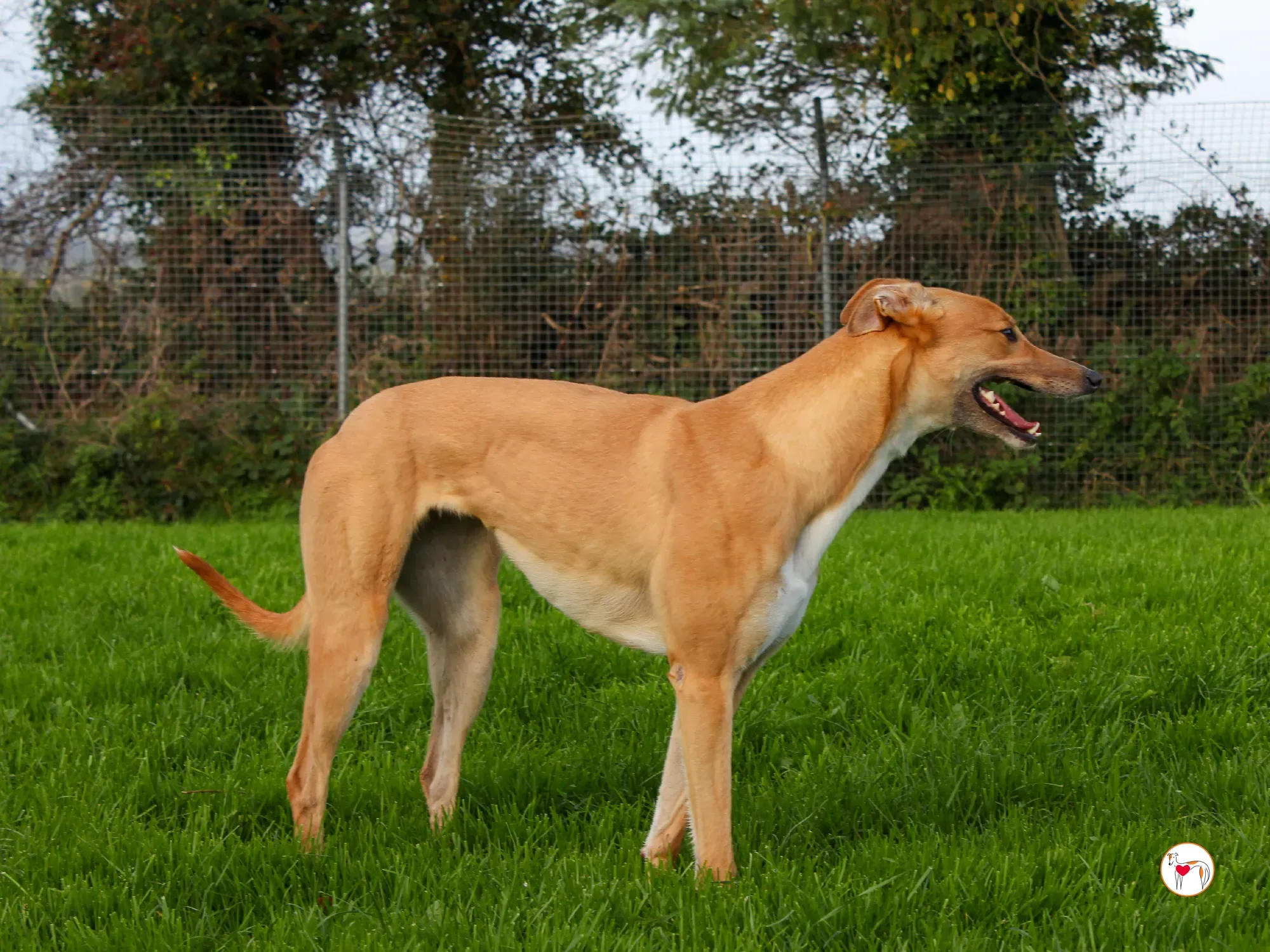 jess grey adozione 9