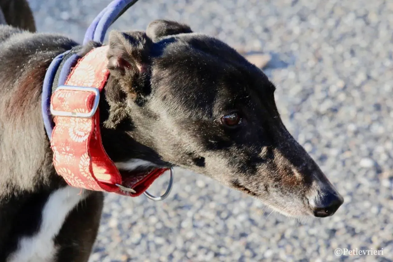 jewel super gun adozione greyhound macao 12