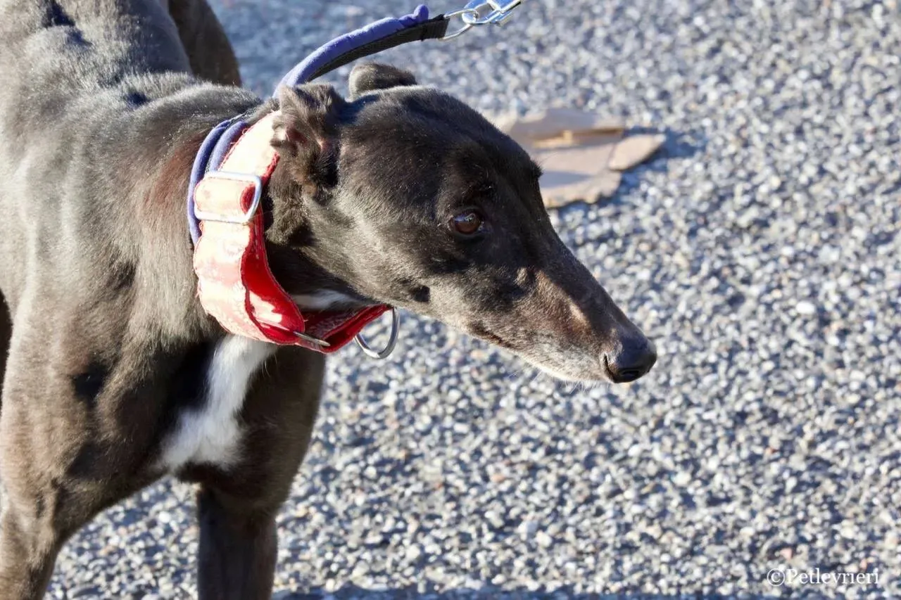 jewel super gun adozione greyhound macao 13