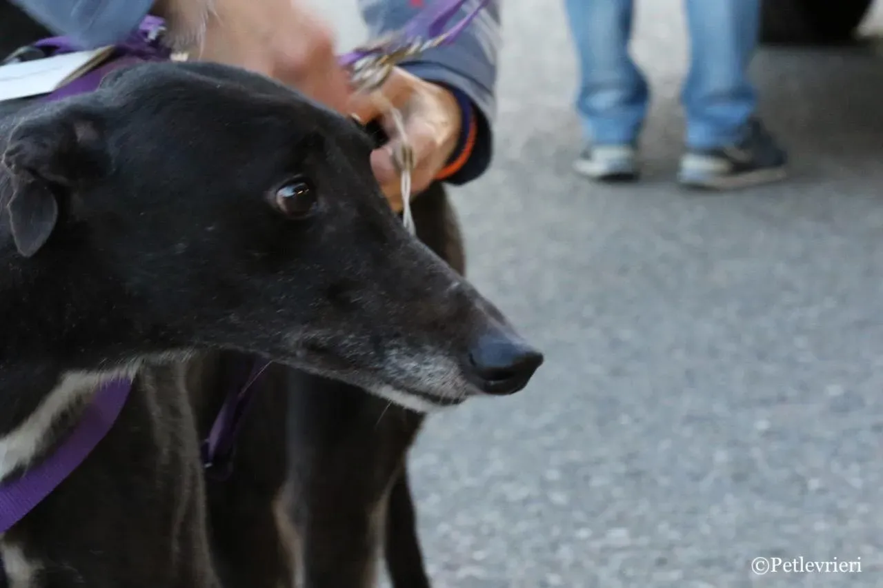 jewel super gun adozione greyhound macao 14