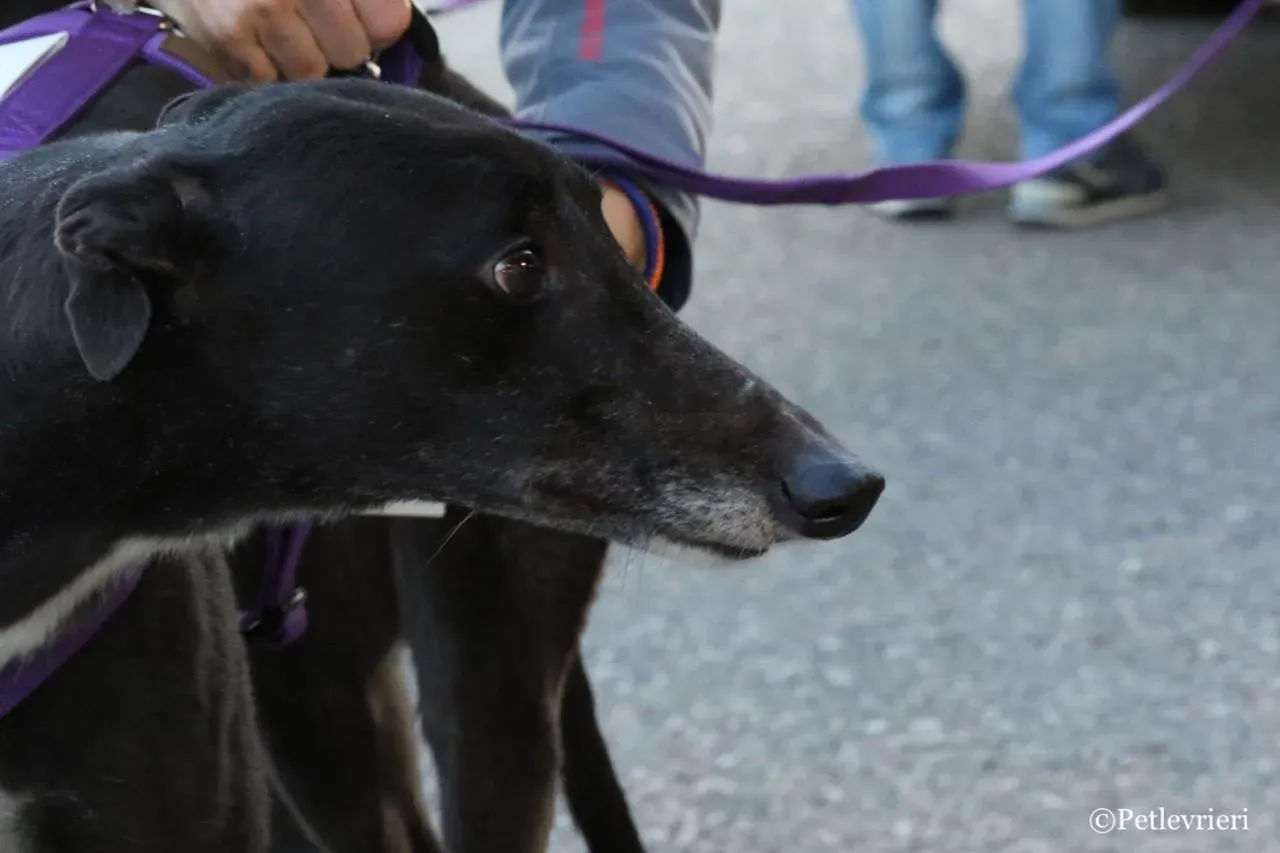 jewel super gun adozione greyhound macao 15