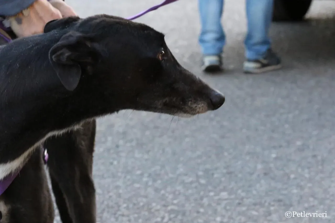 jewel super gun adozione greyhound macao 16