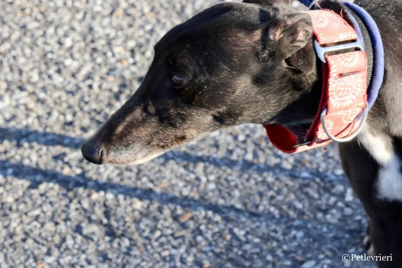 jewel super gun adozione greyhound macao 2 1