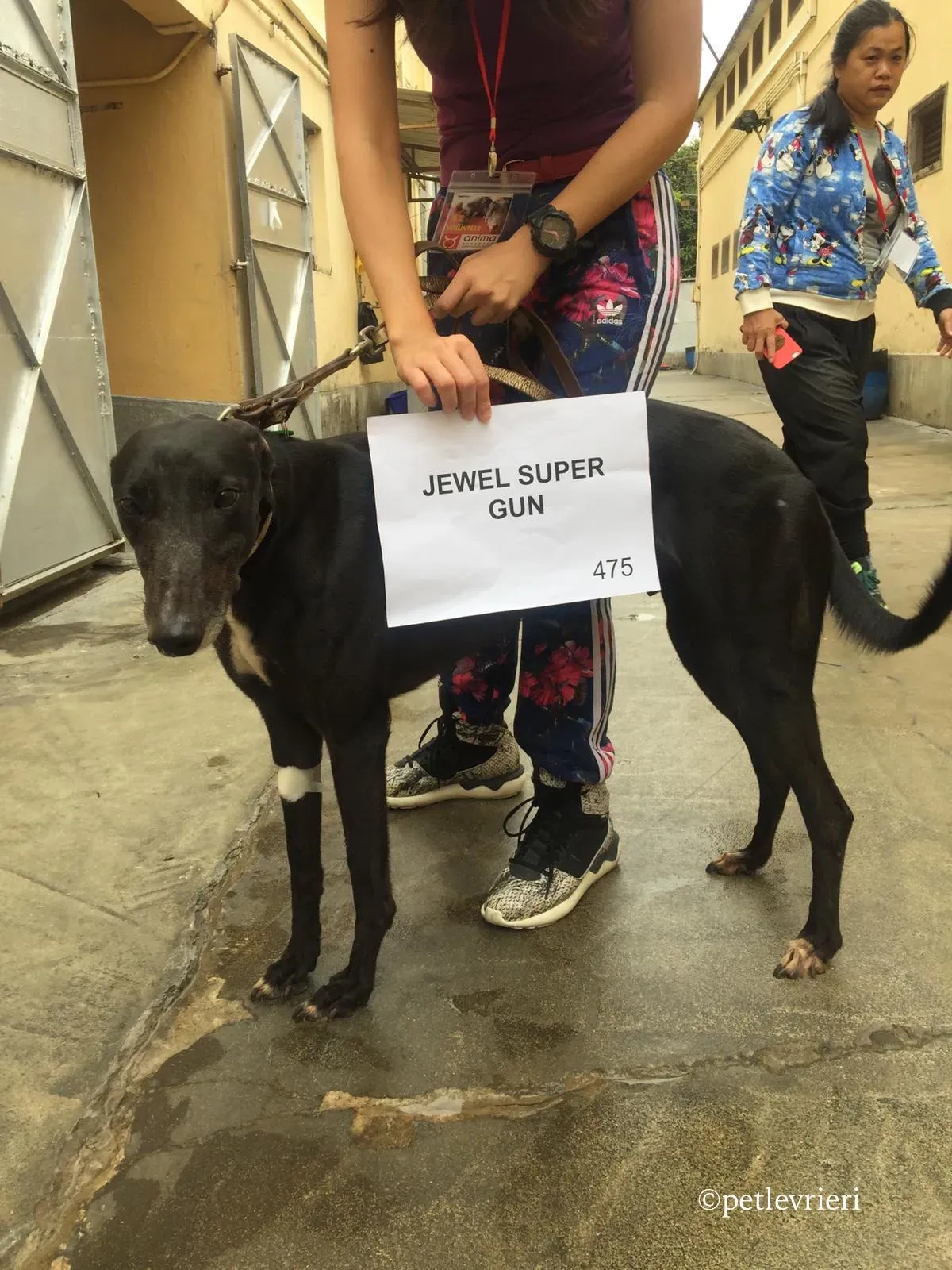 jewel super gun adozione greyhound macao 2